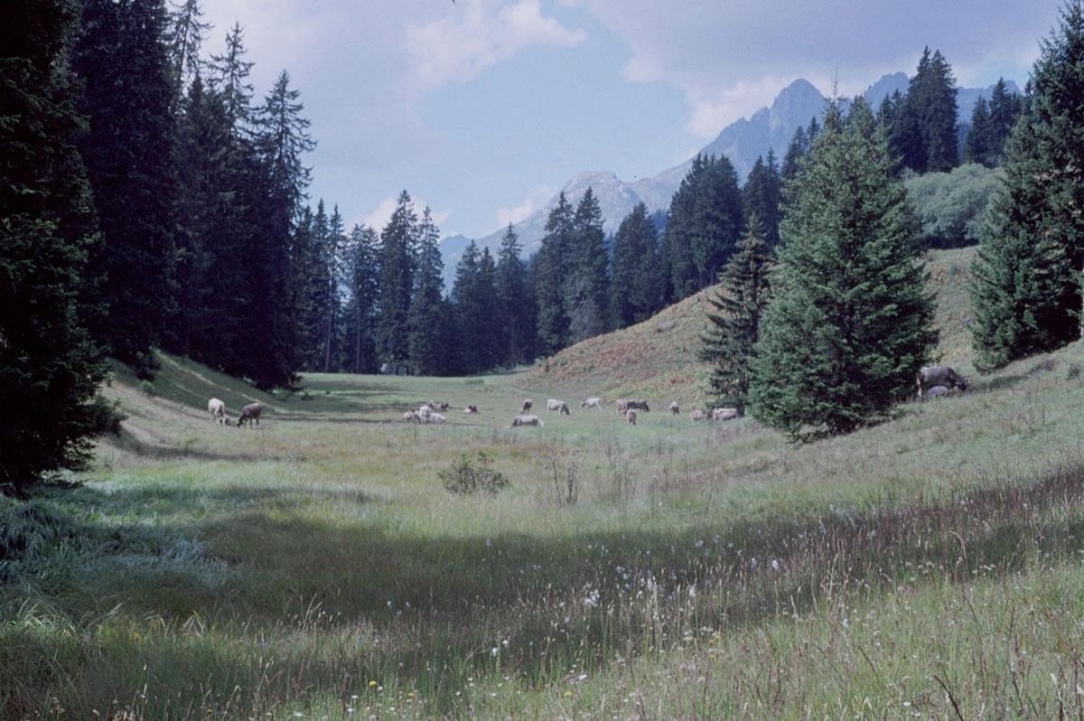 Flachmoor Plaun da Plaids