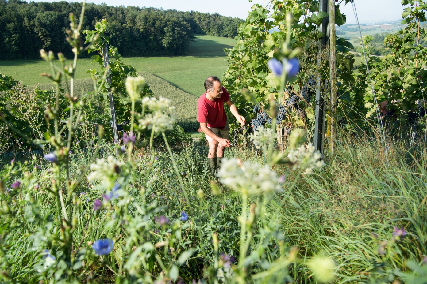Frick: Weingut FiBL
