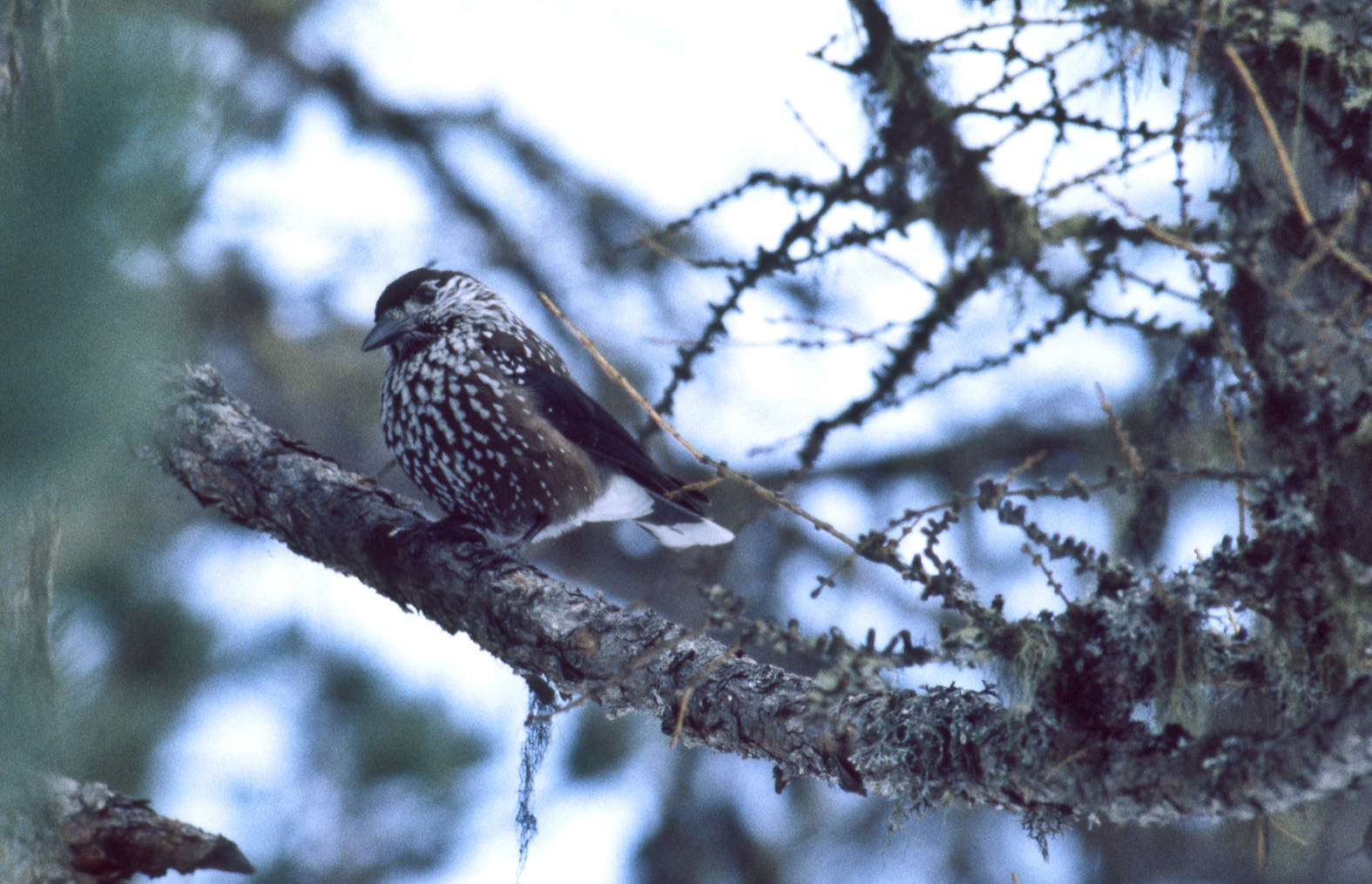 Wildnisgebiet Nationalpark