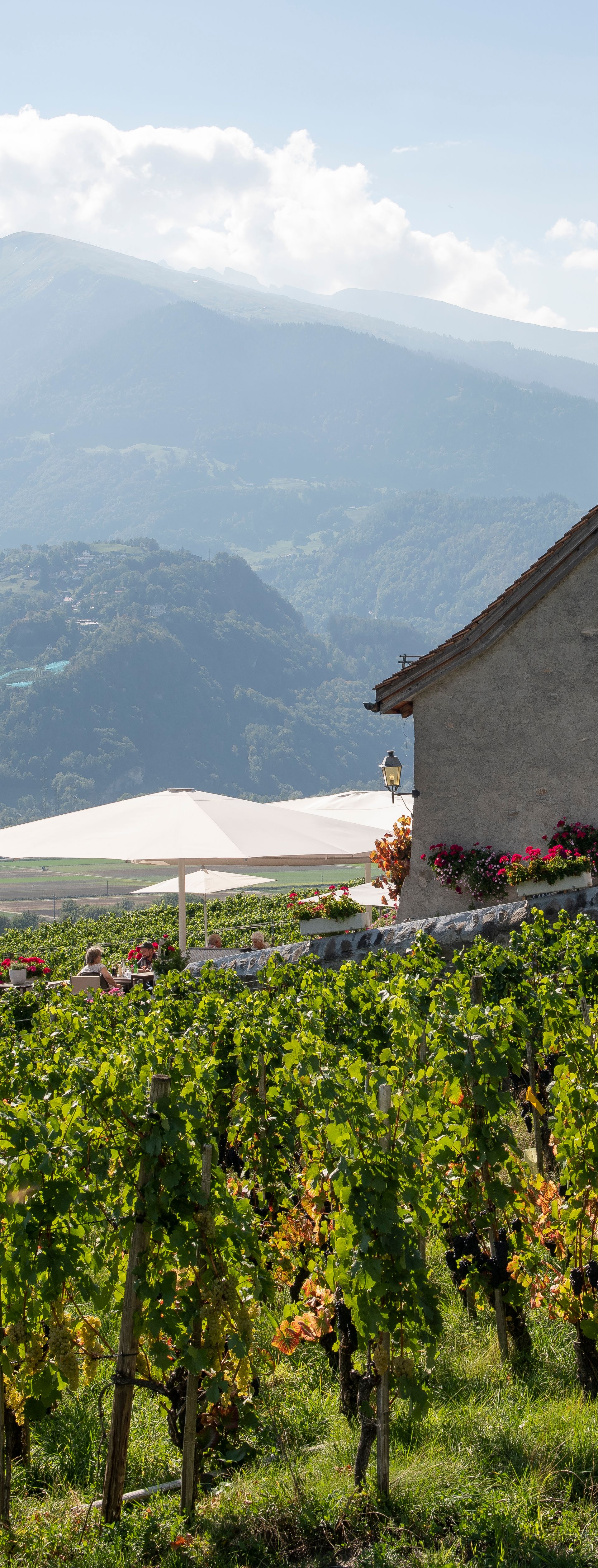 Historisches Weingut Alter Torkel in Jenins, Graubünden mit Blick auf sonnige Weinberge und die majestätische Alpenlandschaft.