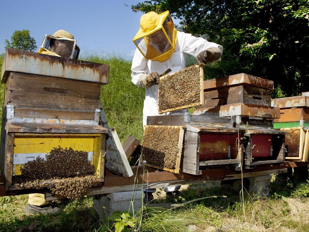 Besuch und Honigverkostung am Bienenstand