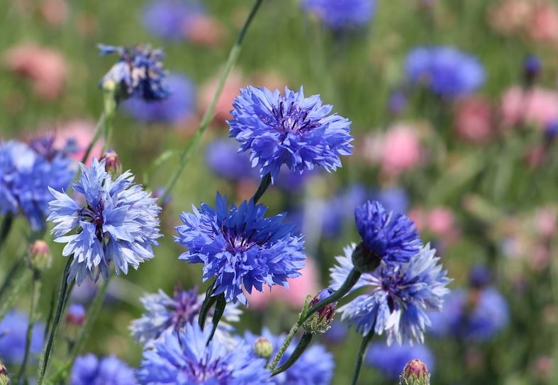 Bucherhof Blumen-Selbstpflückfeld Zollikofen