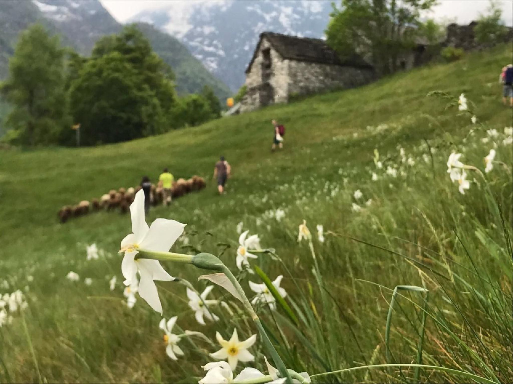 interhome-Typisches Tessiner Landleben im Centovalli