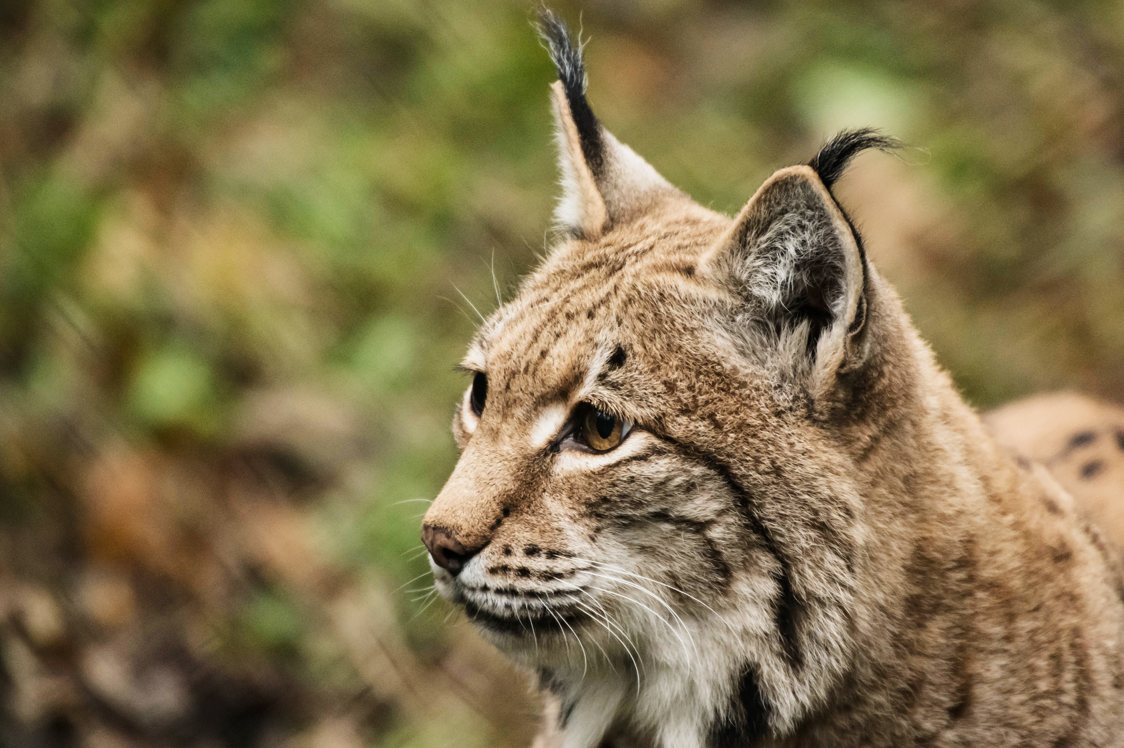 Luchs aus dem Natur- und Tierpark Goldau / Voralpen-Express