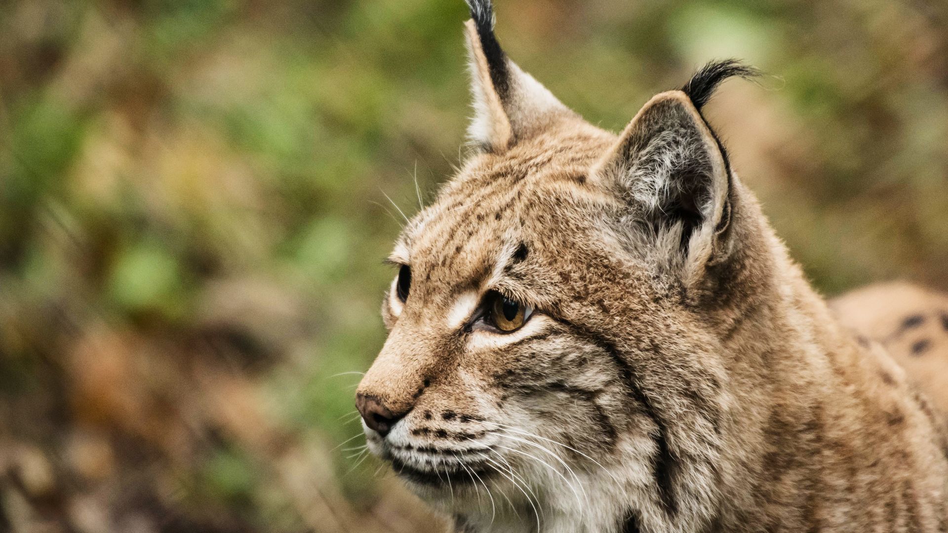 Luchs aus dem Natur- und Tierpark Goldau / Voralpen-Express