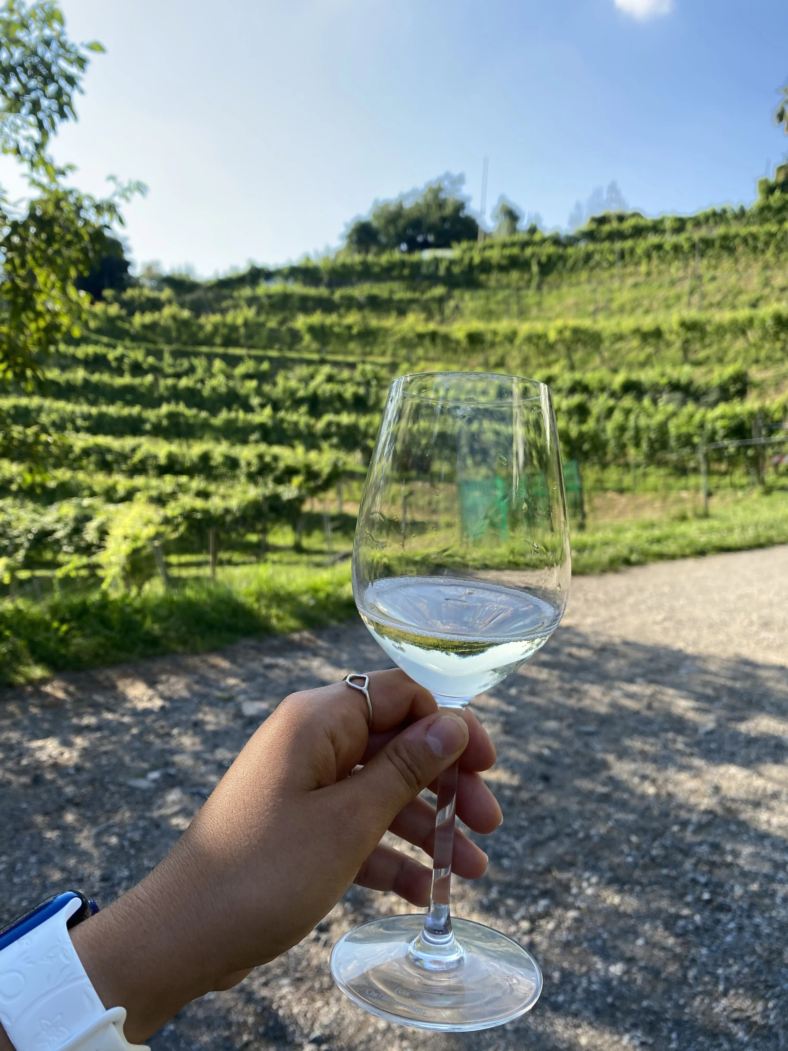 mys-Cantine Aperte in WINE UP! – Luganese e Collina d'Oro 17.05.2026-E-bike Tour