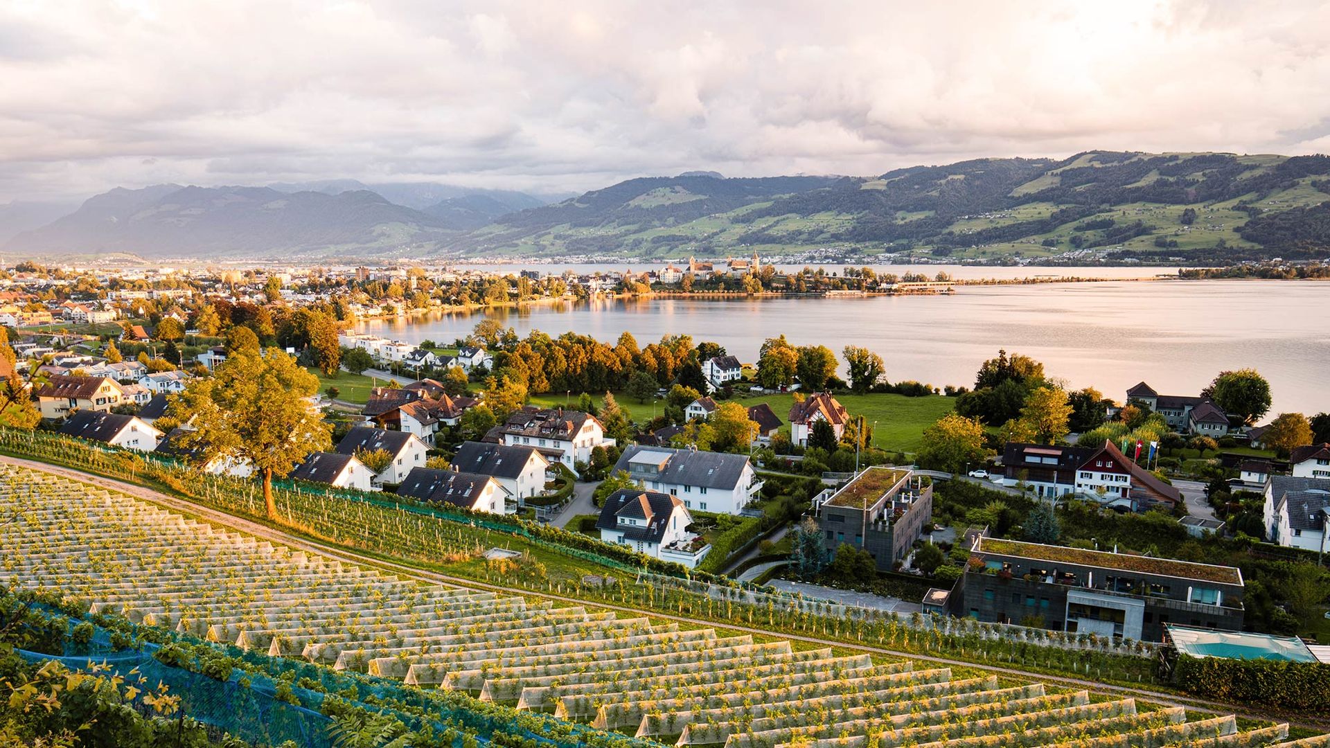 View over the vineyards of Rapperswil down to Lake Zurich with the peninsula and castle in the evening light.
