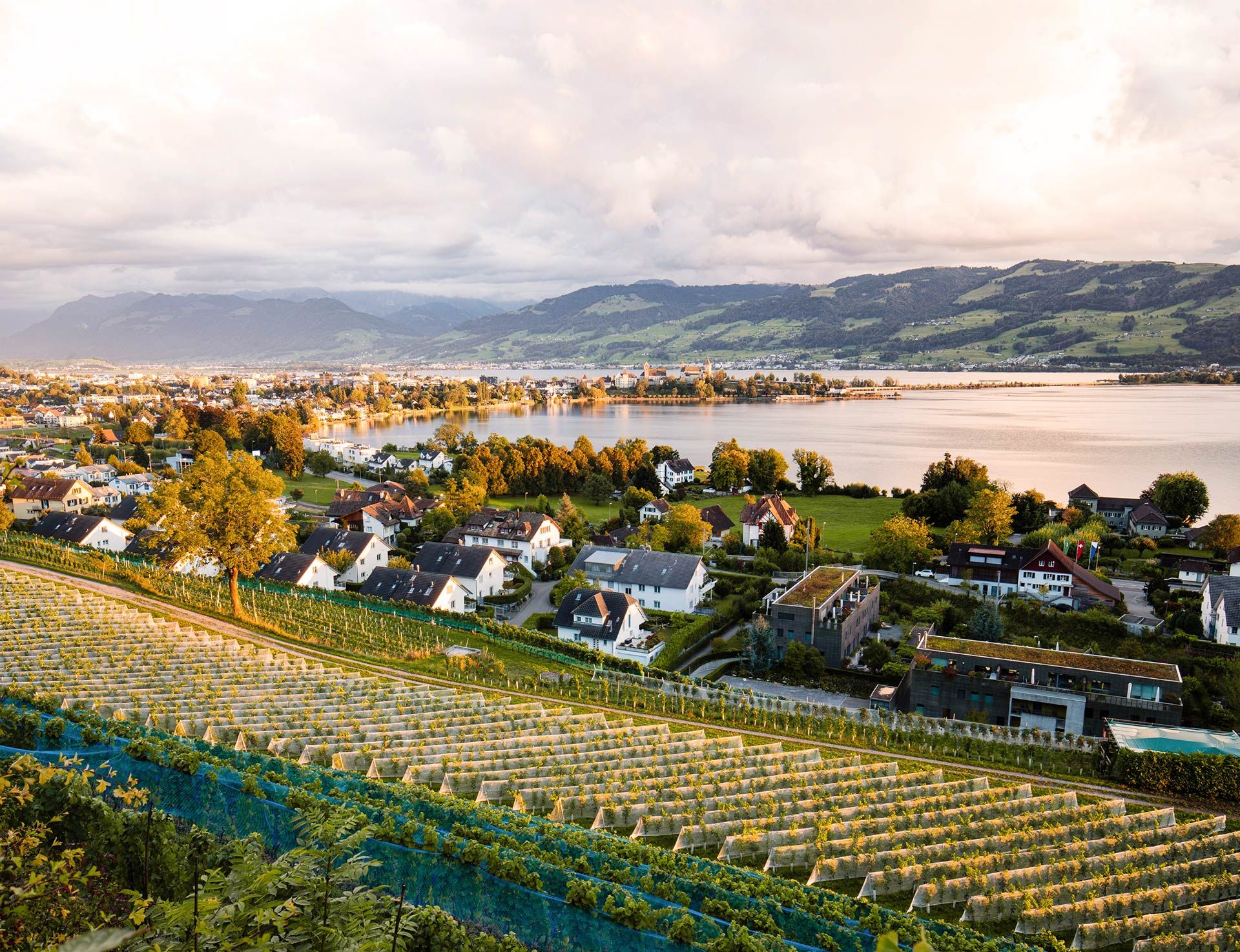 Vue sur les vignobles de Rapperswil descendant vers le lac de Zurich avec la presqu’île et le château au coucher du soleil.