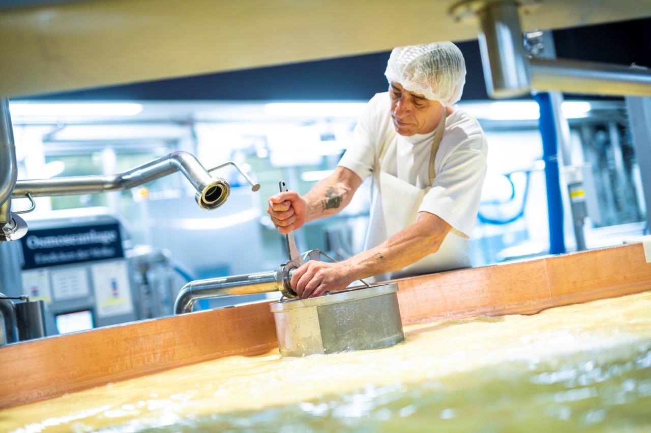 A dairy technologist at the cheese vat
