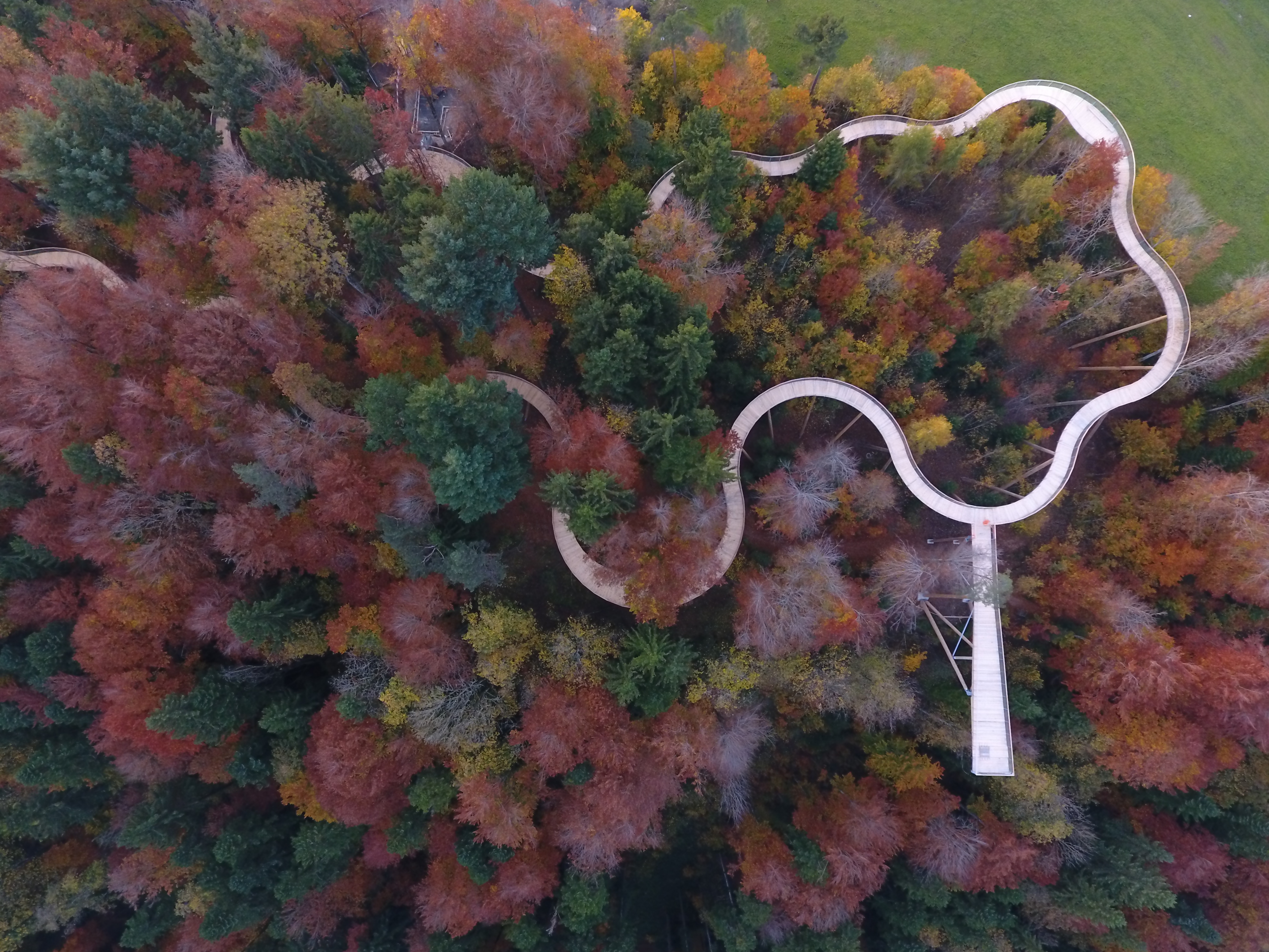 Vogelperspektive von einem Baumwipfelpfad umgeben von herbstlichem Wald