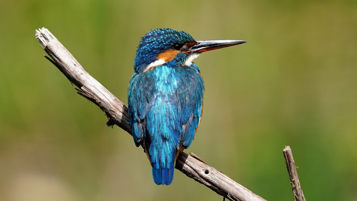 Centro natura BirdLife Klingnauer Stausee