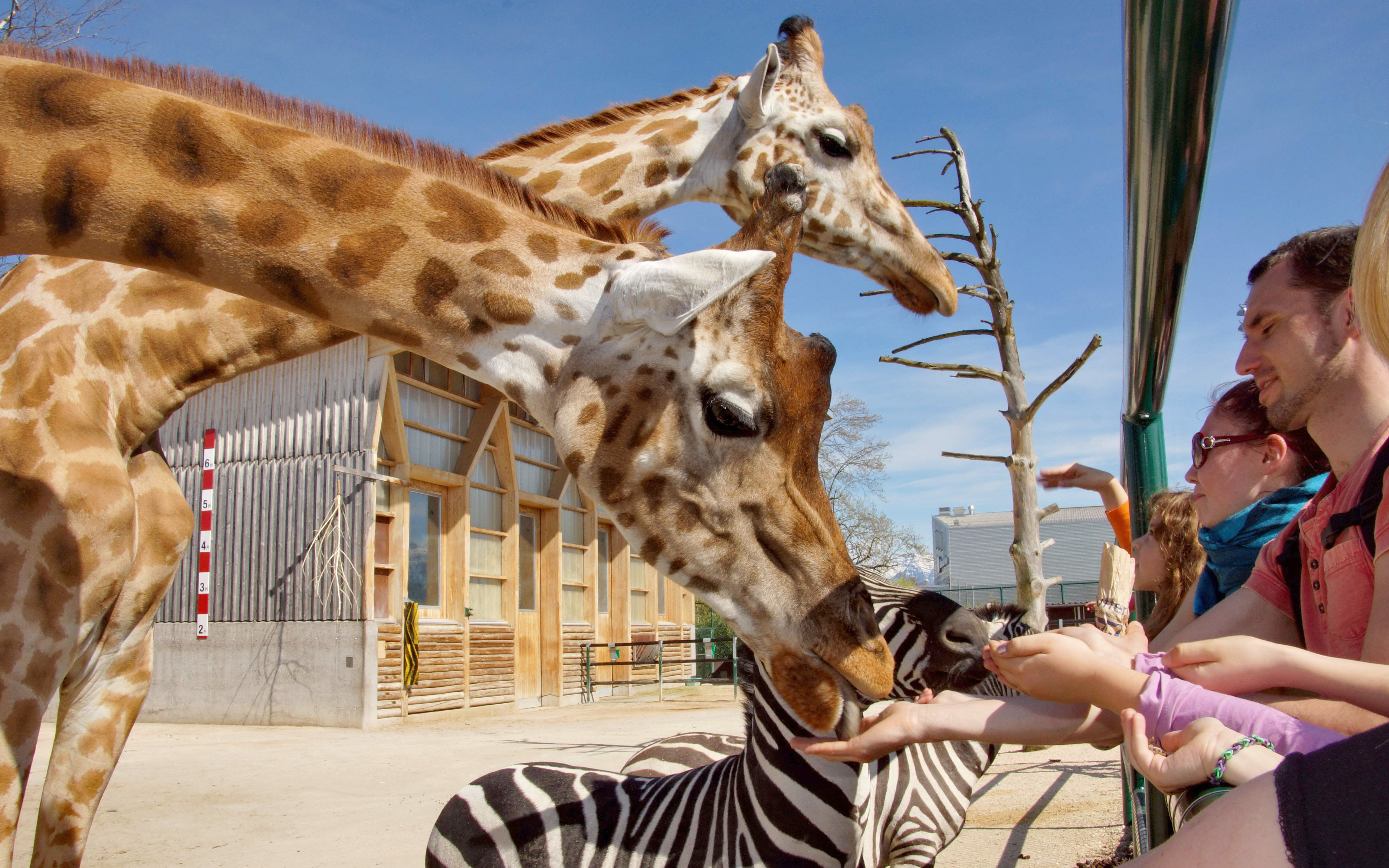 Des visiteurs nourrissent des girafes et des zèbres au Knies Kinderzoo à Rapperswil par une journée ensoleillée.