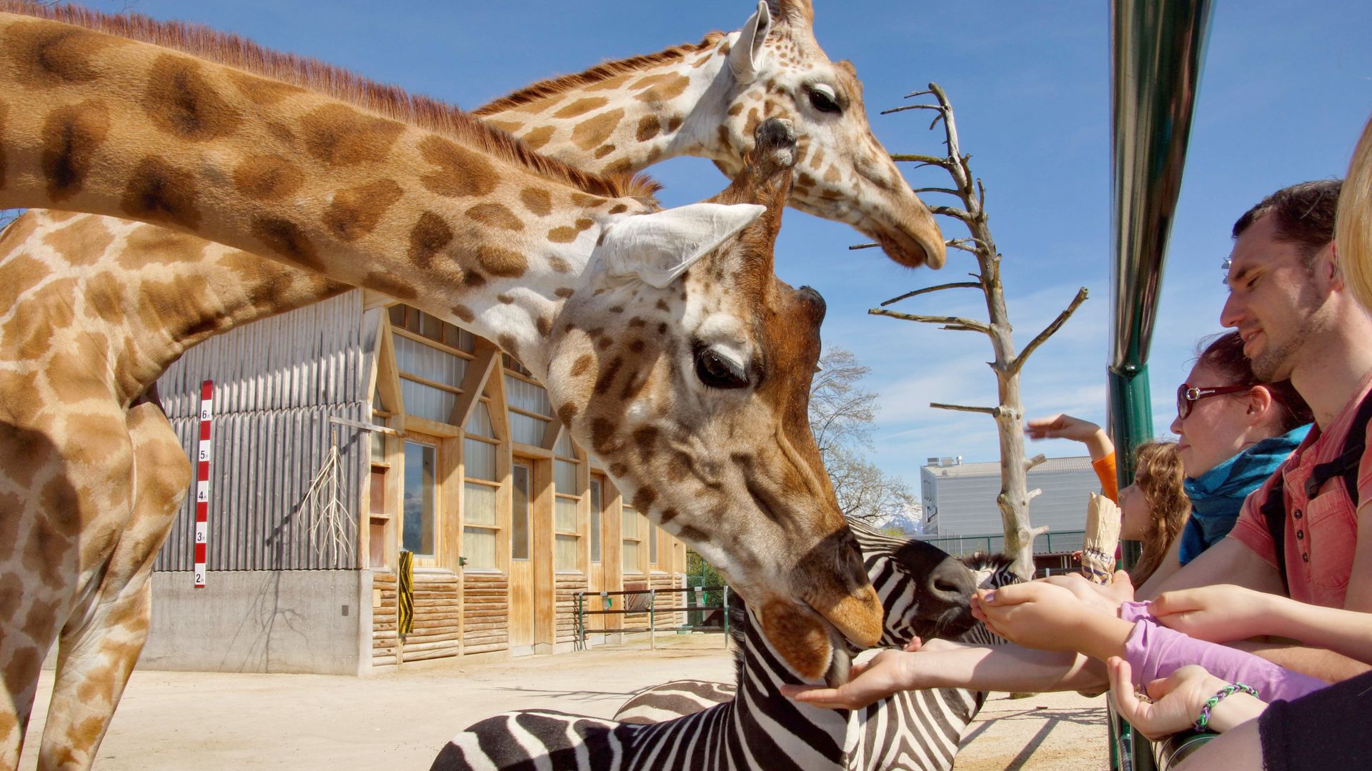 Visitors feed giraffes and zebras at Knies Children’s Zoo in Rapperswil on a sunny day.