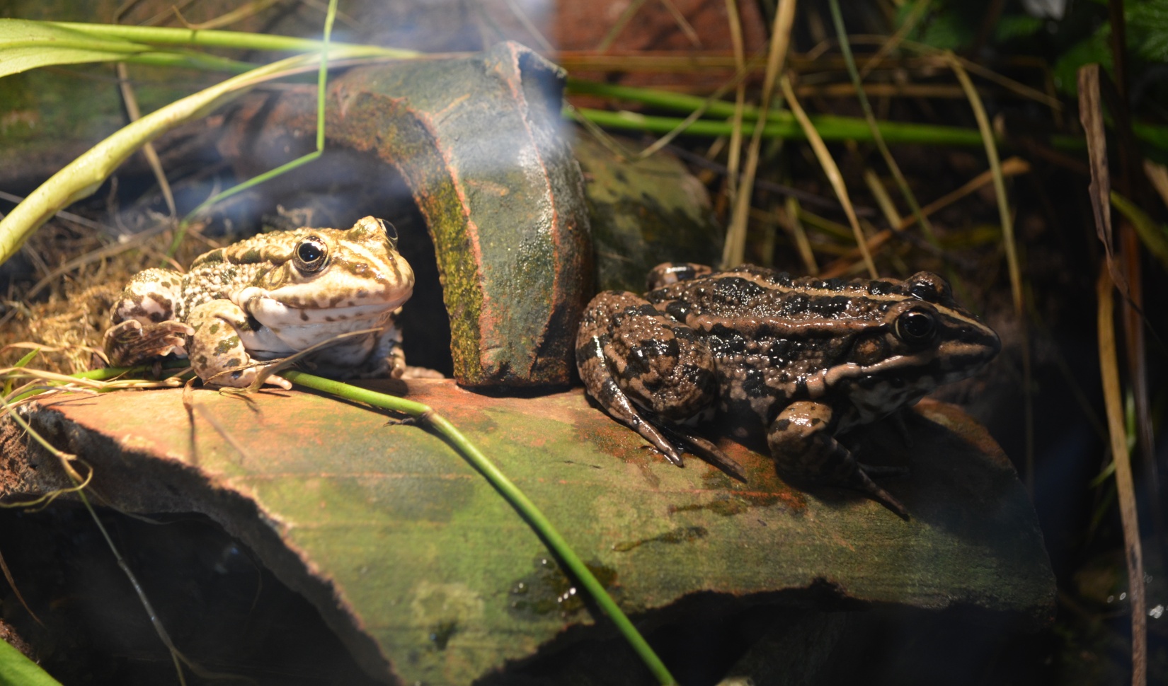 Vivarium