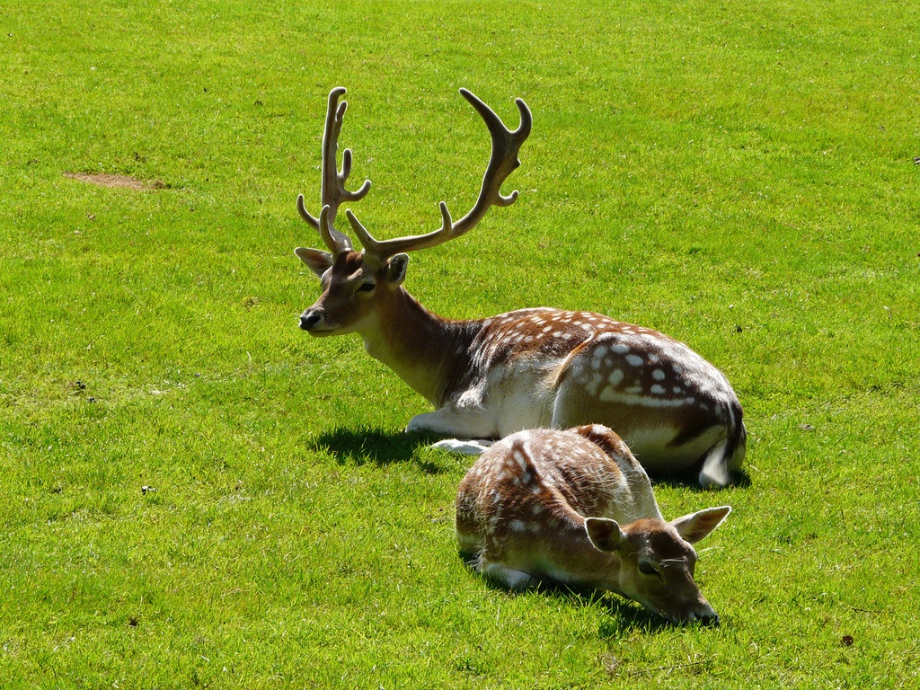 Strickler's Raubtierpark - Subigen