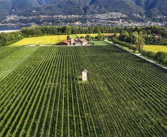 Rebenfeld der Terreni alla Maggia, Ascona