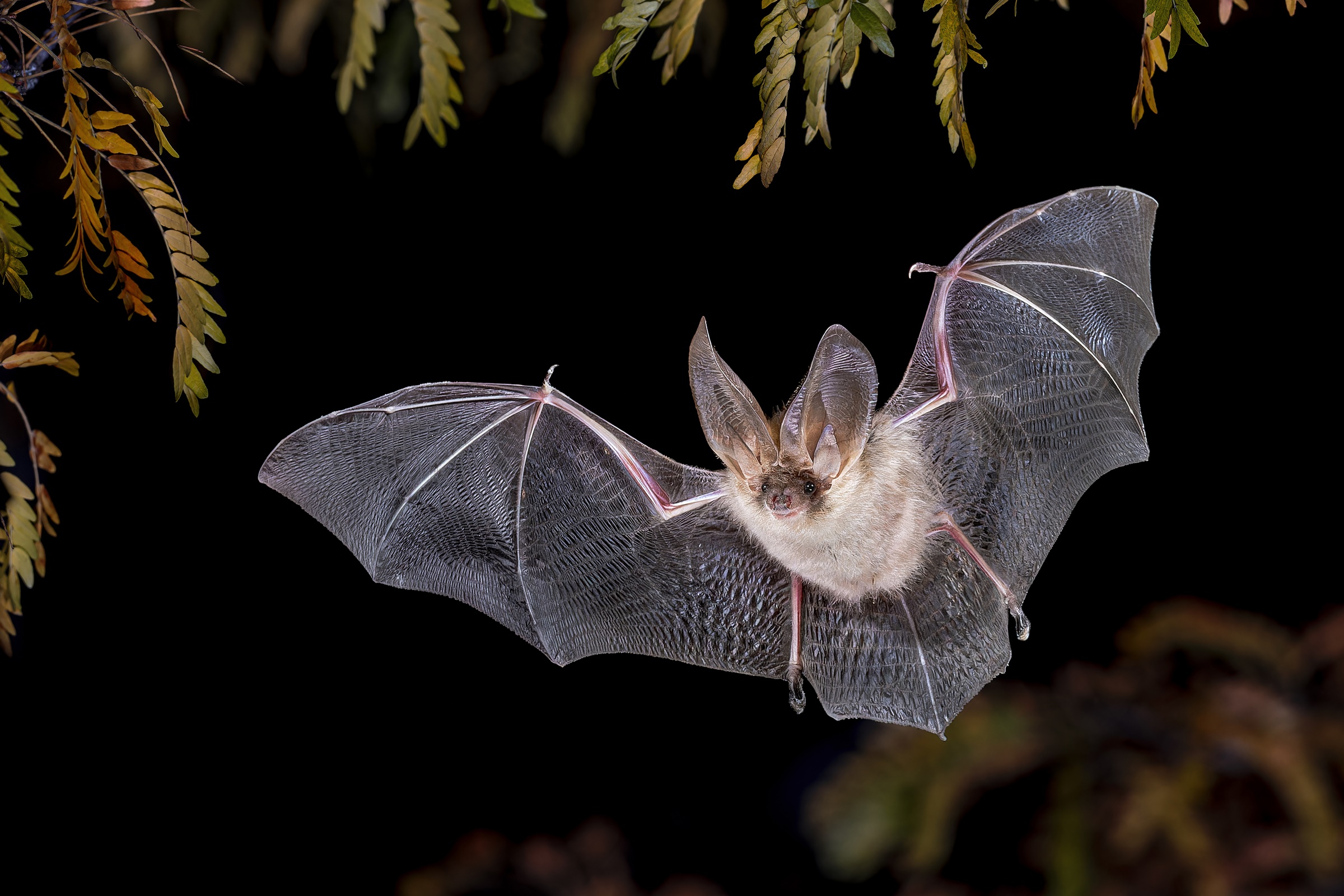 mys-Wildlife watching bat-import_4130dece-2292-435d-b0b2-20301f4ec9a9.jpg