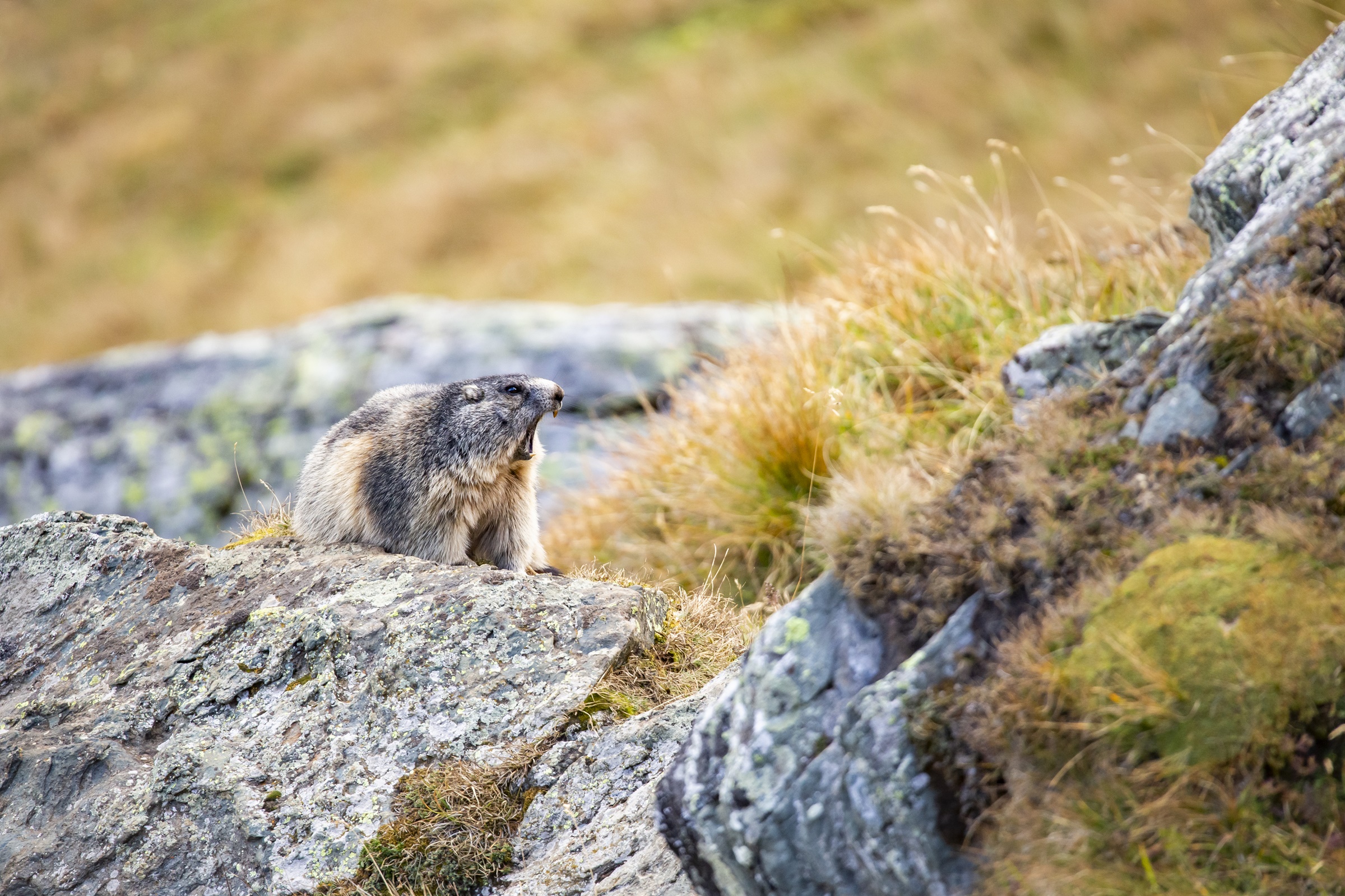 mys-Wildlife watching Marmot-import_b9647bfb-d529-4dfd-b870-2c024ef20780.jpg