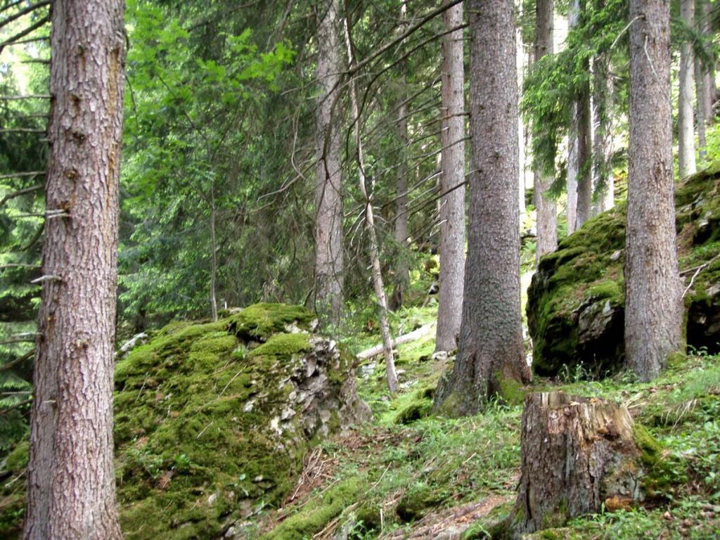 Fichtenwald Con da Vitg
