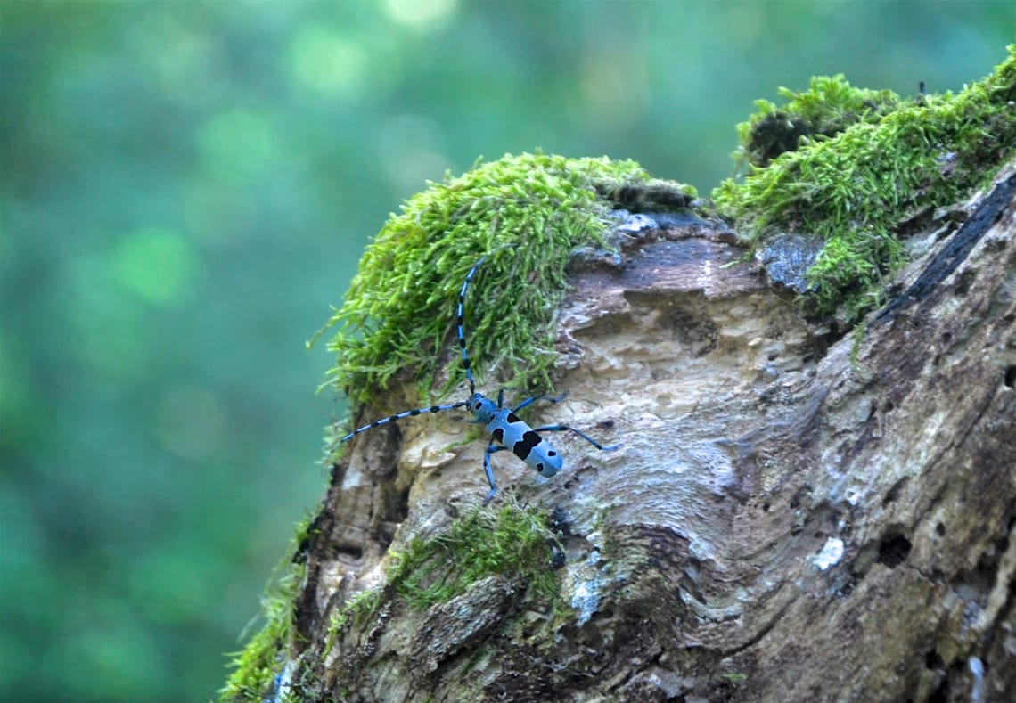 Blau-schwarzer Käfer auf einer Baumrinde