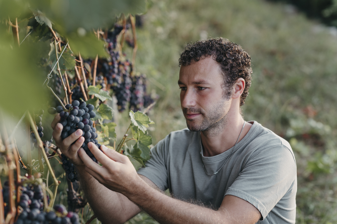 mys-Tour enologico con vista lago: Giromit – Tra vigne, cantina e sapori del territorio-Giromit
