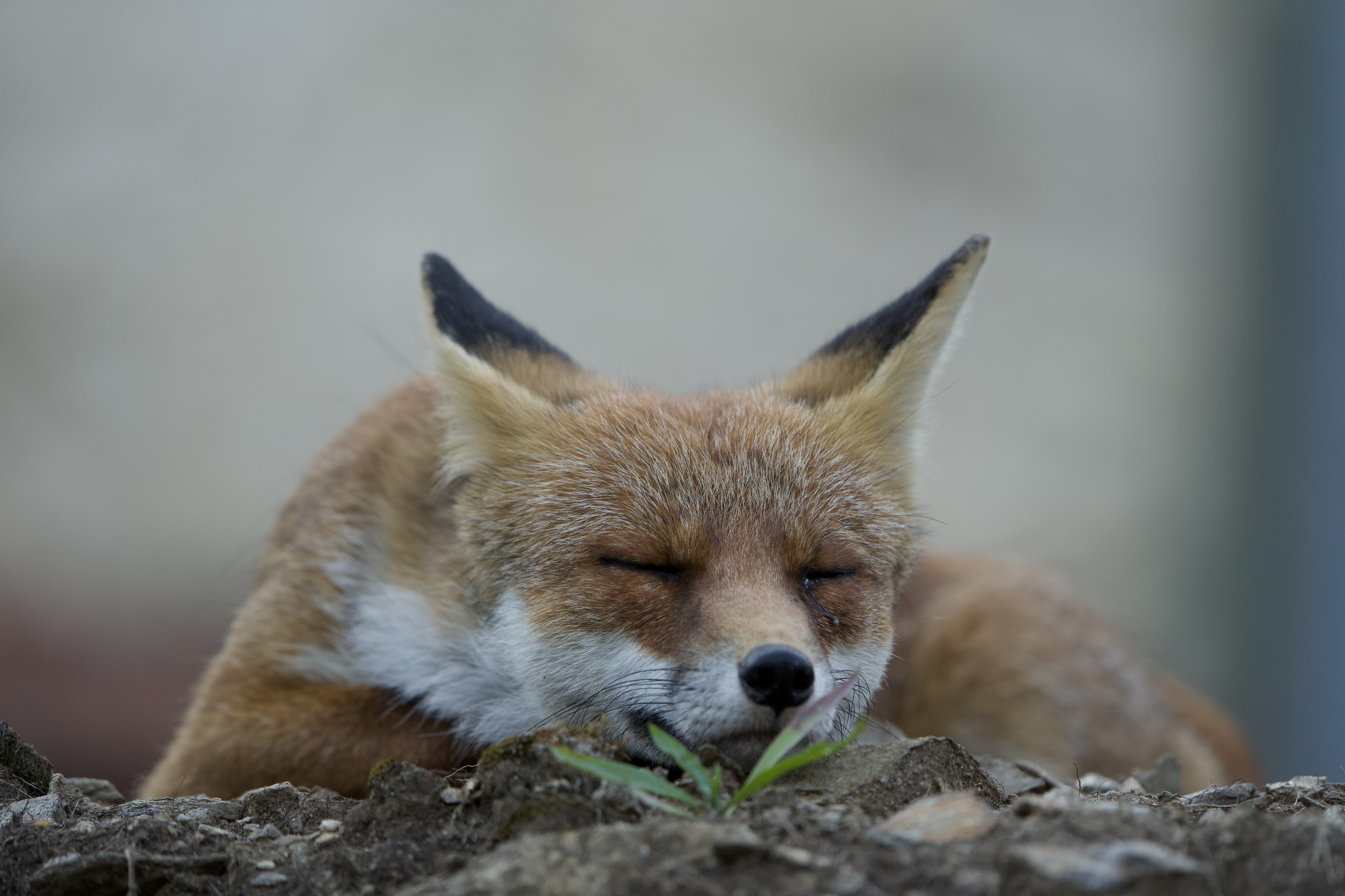 Schlafender Fuchs