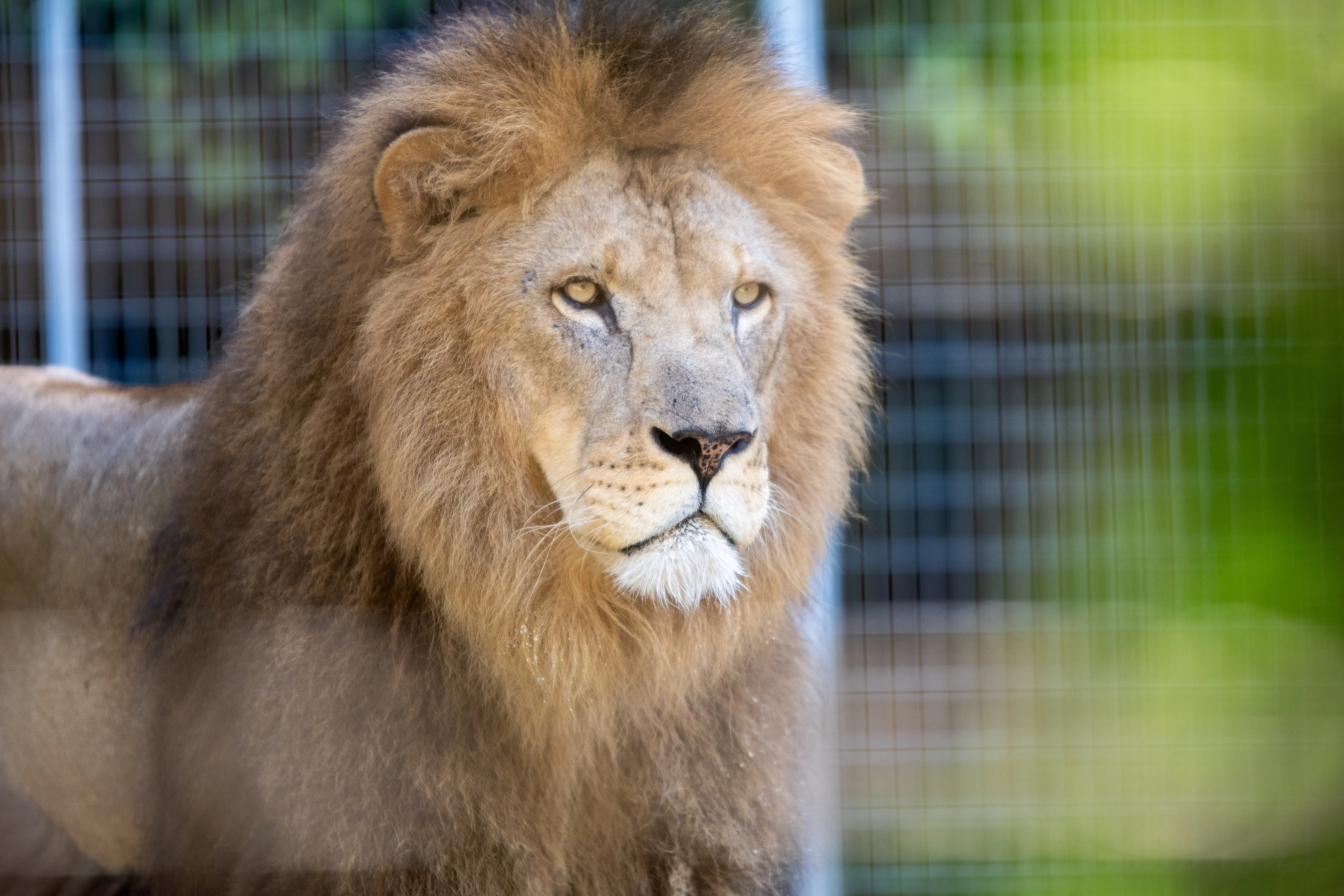 mys-Zoo al Maglio, l’unico zoo del Ticino - Esperienza con gli animali-Zoo al Maglio