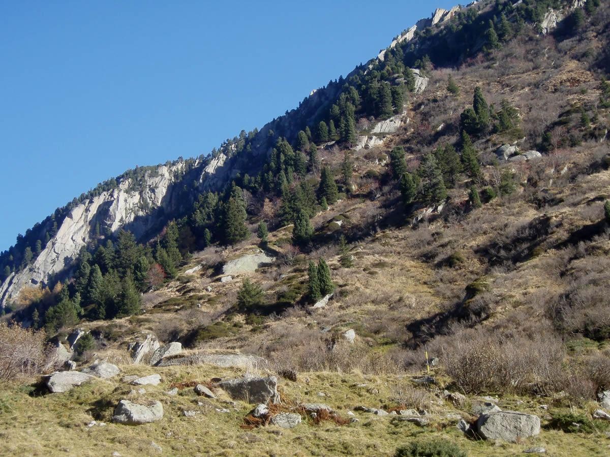 Arvenrelikte Porta Alpina