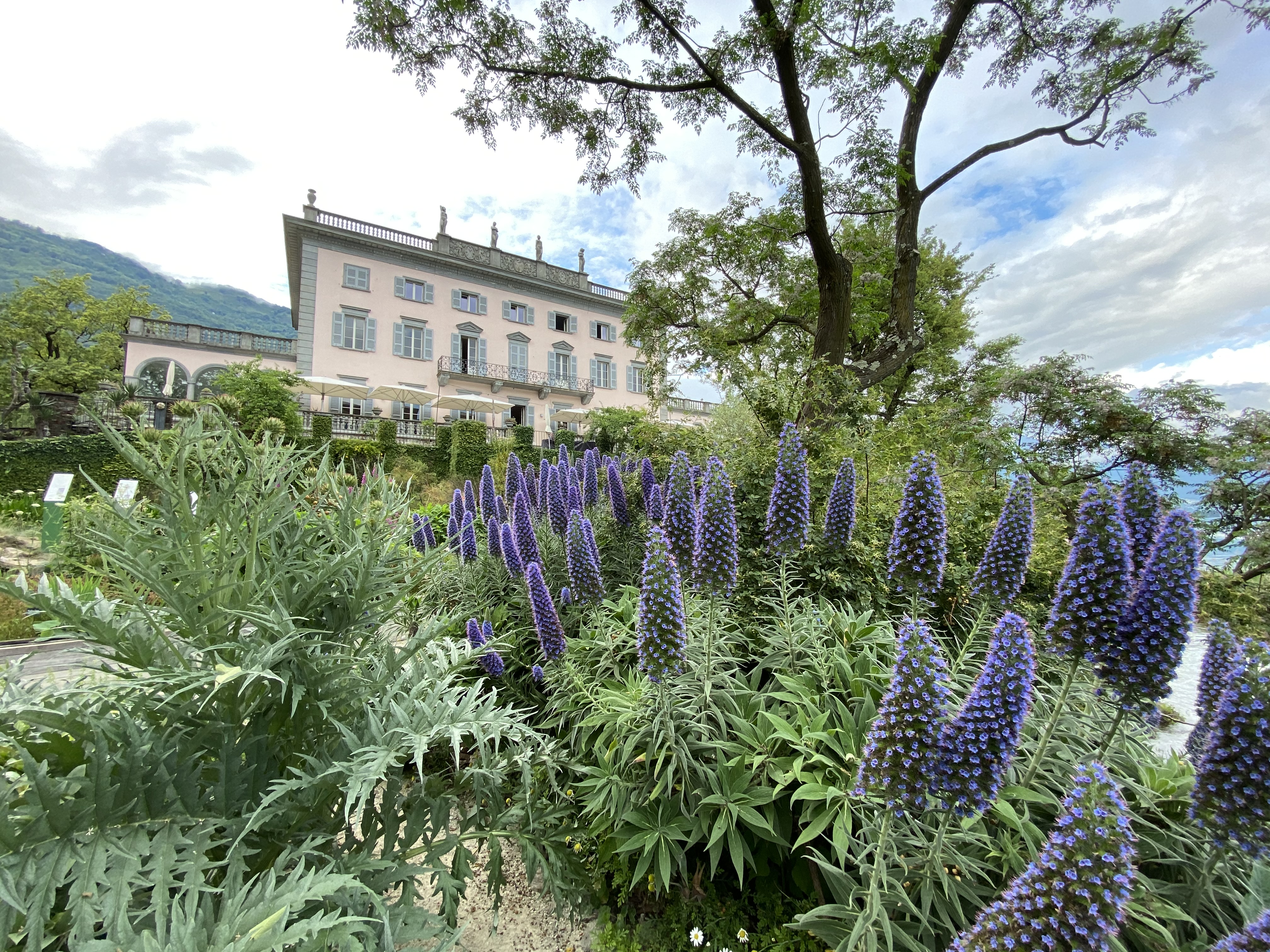 Echium, giardino botanico, Villa Emden