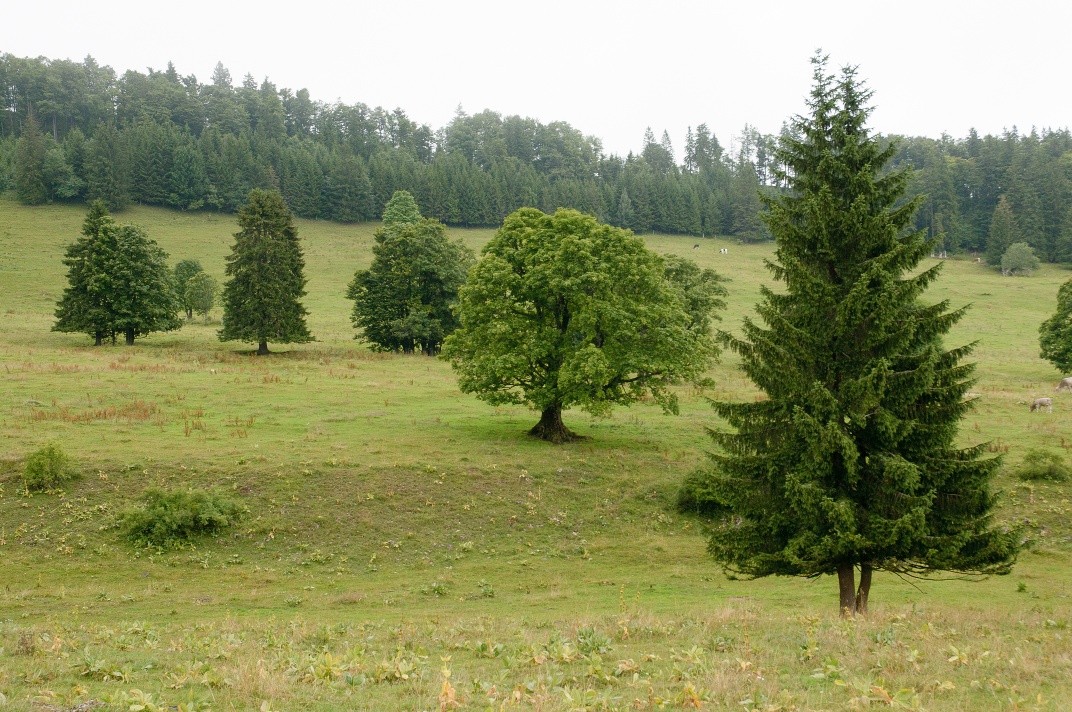 Pastured woodlands