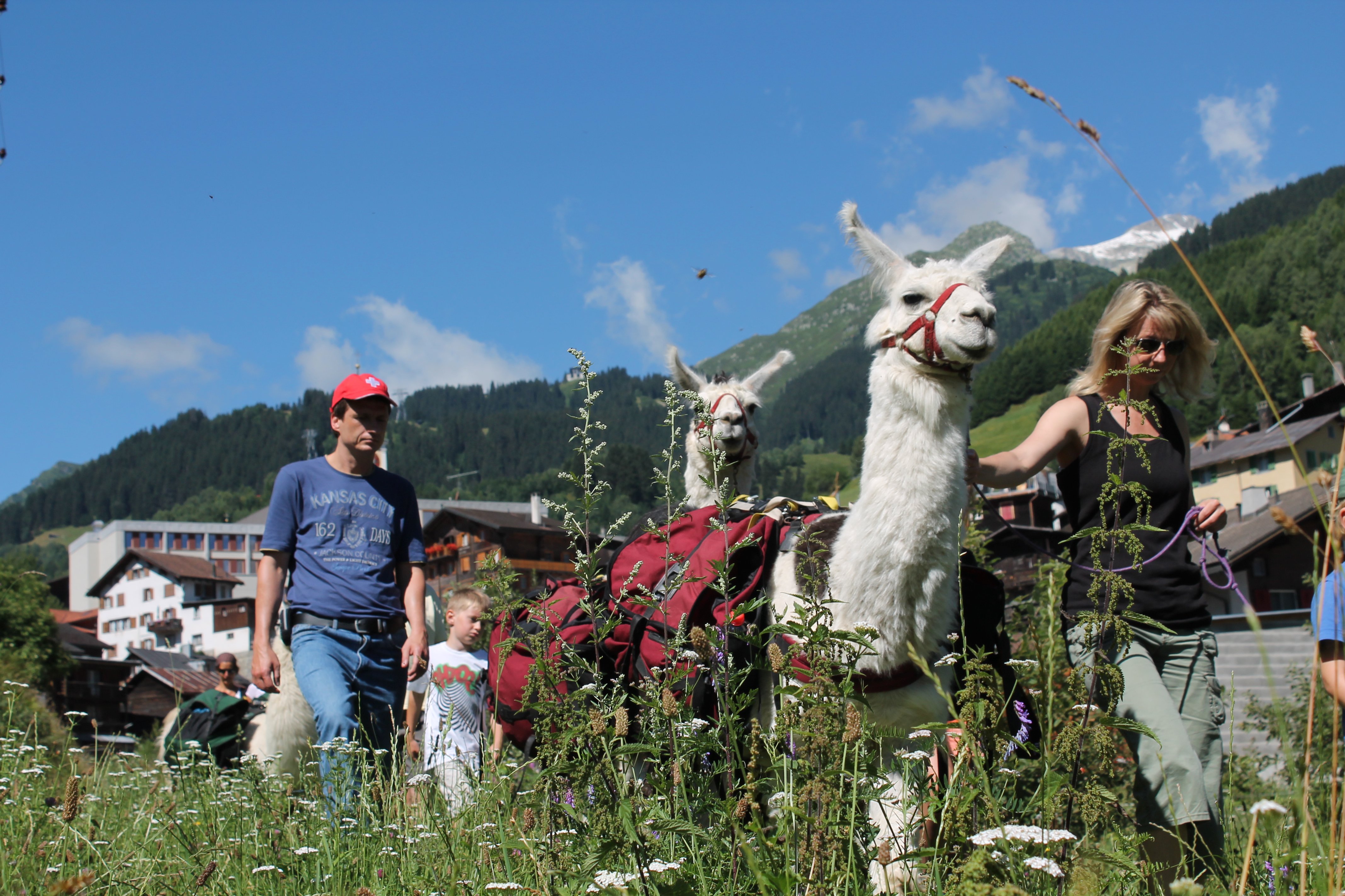 Lama - Trekking   Das tierische Abenteuer