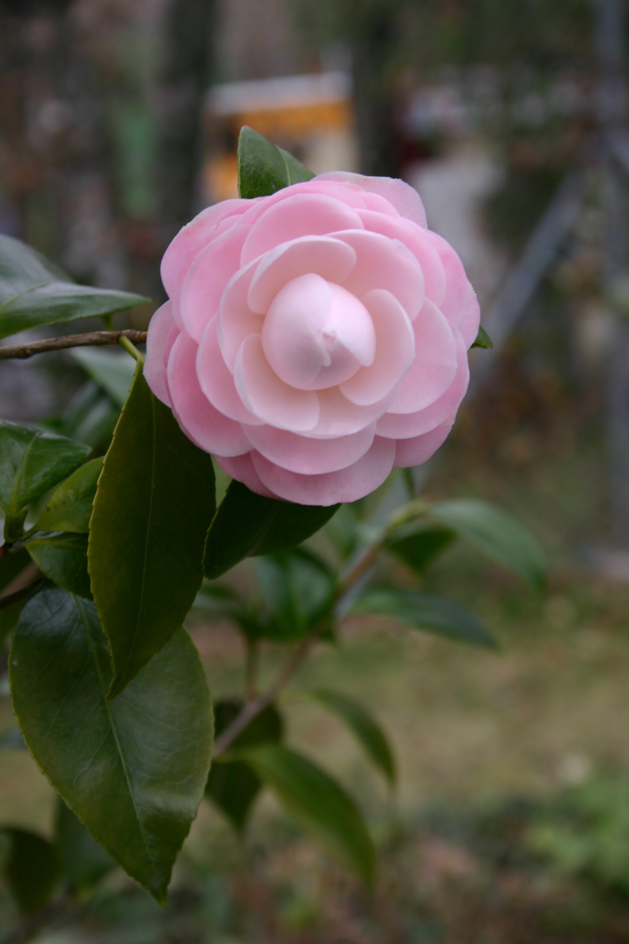 Camelia Locarno
