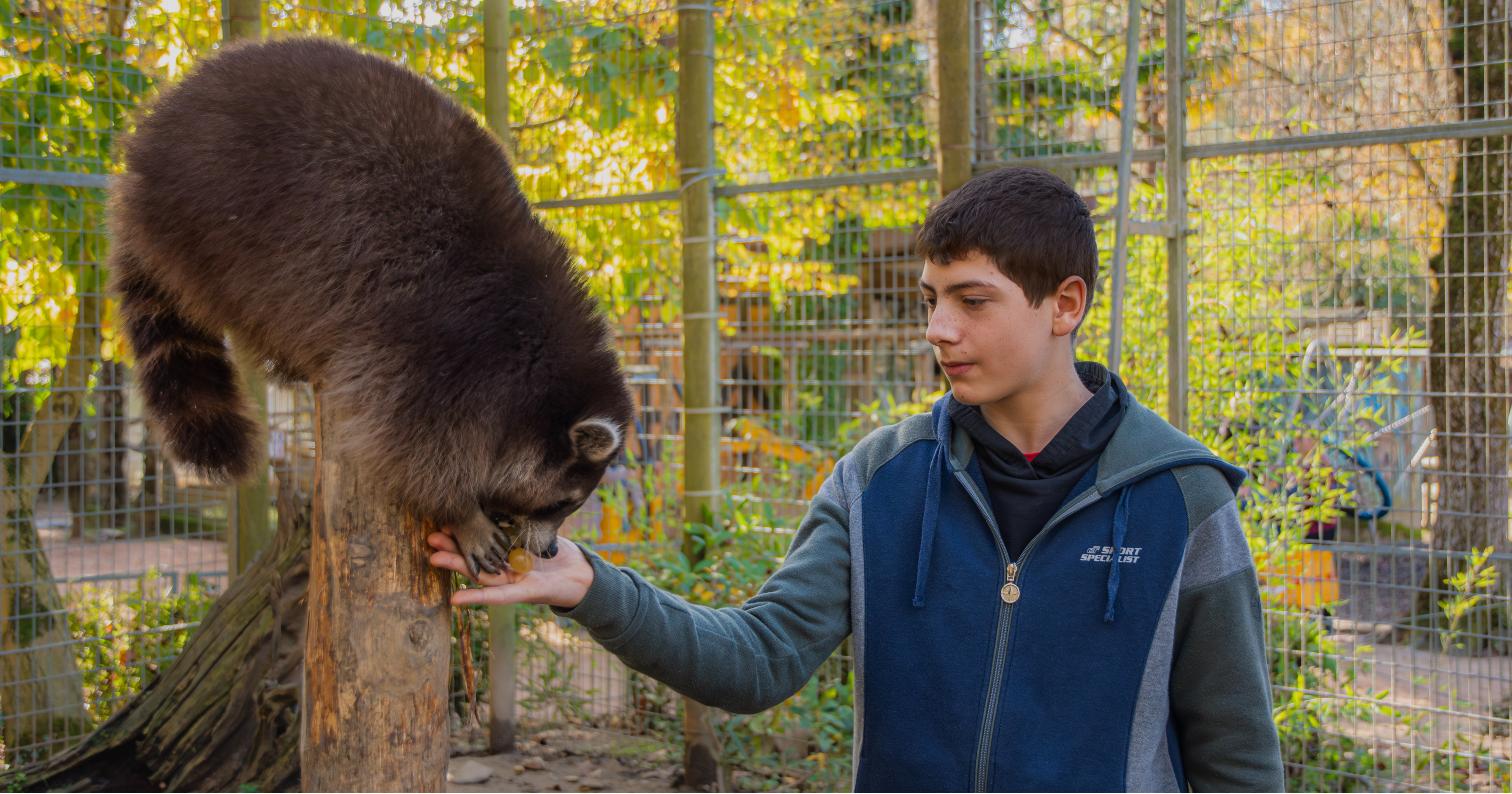 mys-Zoo al Maglio, the only zoo in Ticino – Animal experience-Erlebnis mit Waschbären