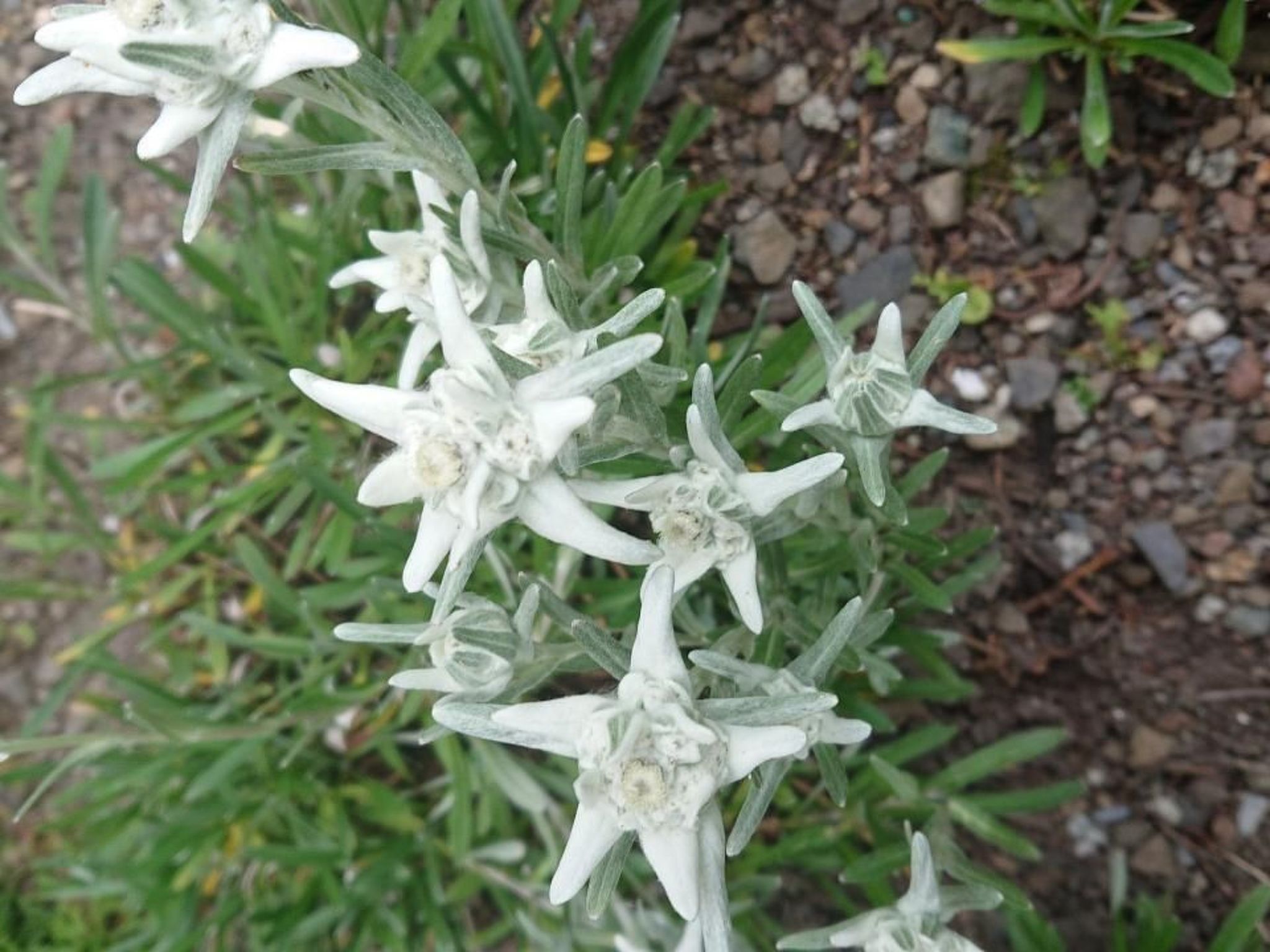 interhome-Alpen-Paradies Edelweiss Urnäsch
