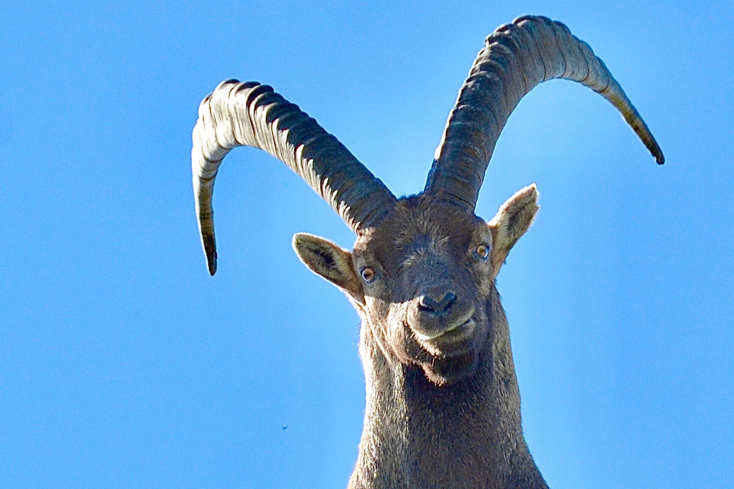 mys-Wildlife watching Ibex, deer, chamois and co.-import_494fed7a-6c23-437d-be4a-09e80f56b836.jpg