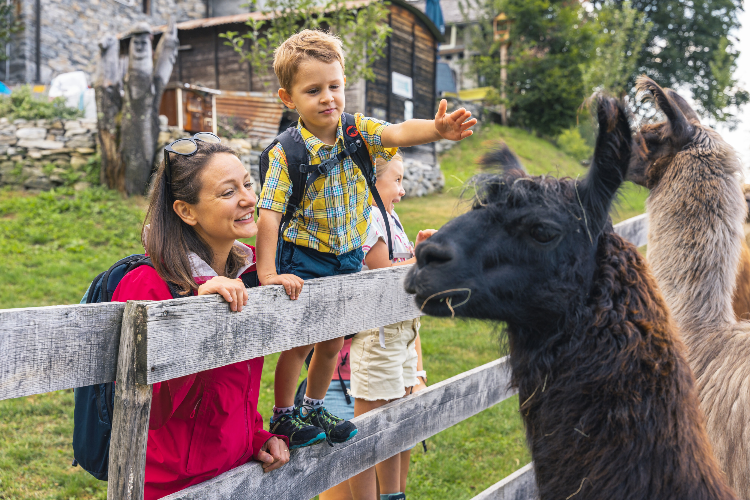 mys-Introductory llama trekking on Monte Comino-Famiglia e lama