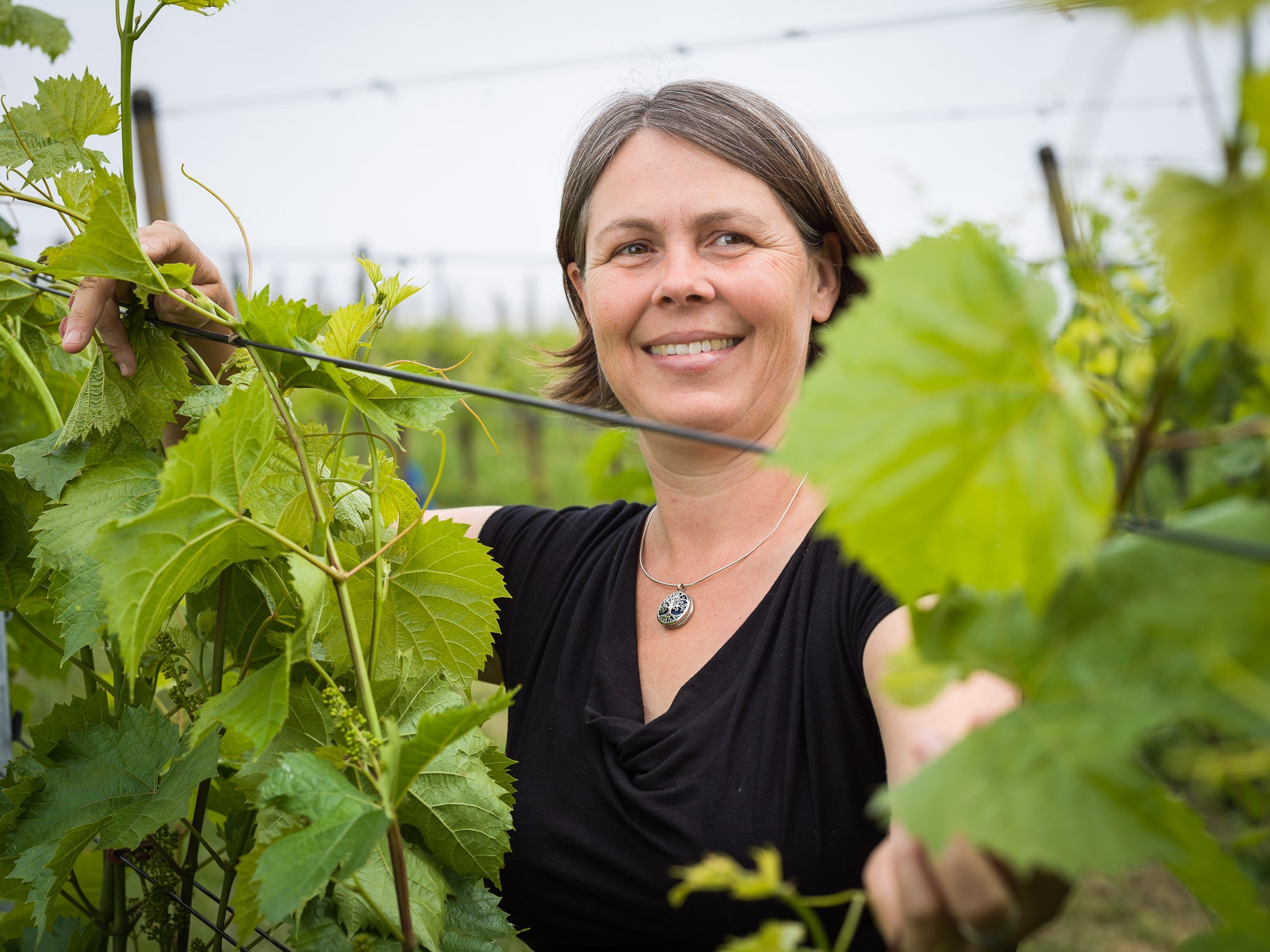 Villigen: Weingut Schödler