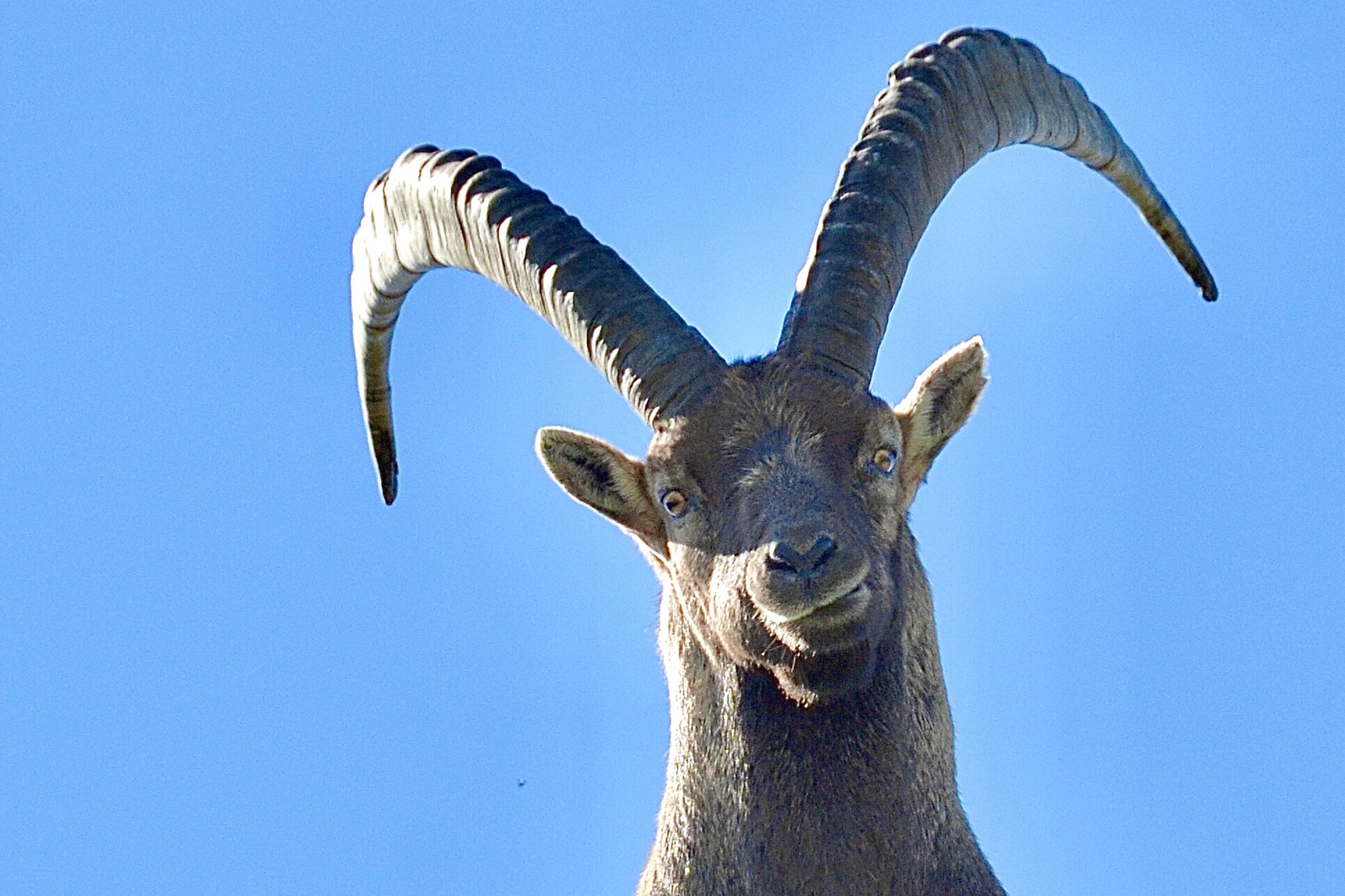 mys-Wildtierbeobachtung Steinbock, Hirsch, Gämse und Co.-import_494fed7a-6c23-437d-be4a-09e80f56b836.jpg