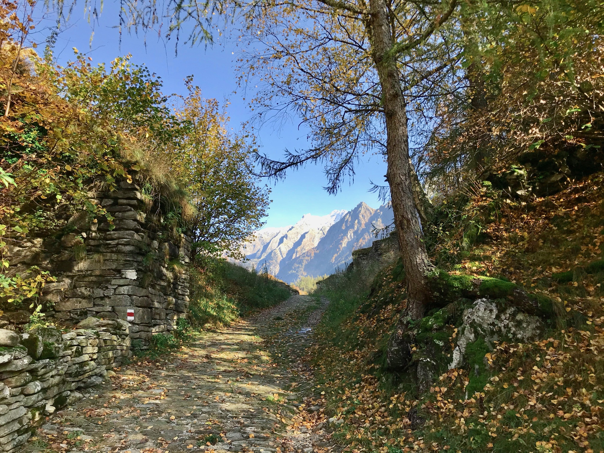 Lan Müraia