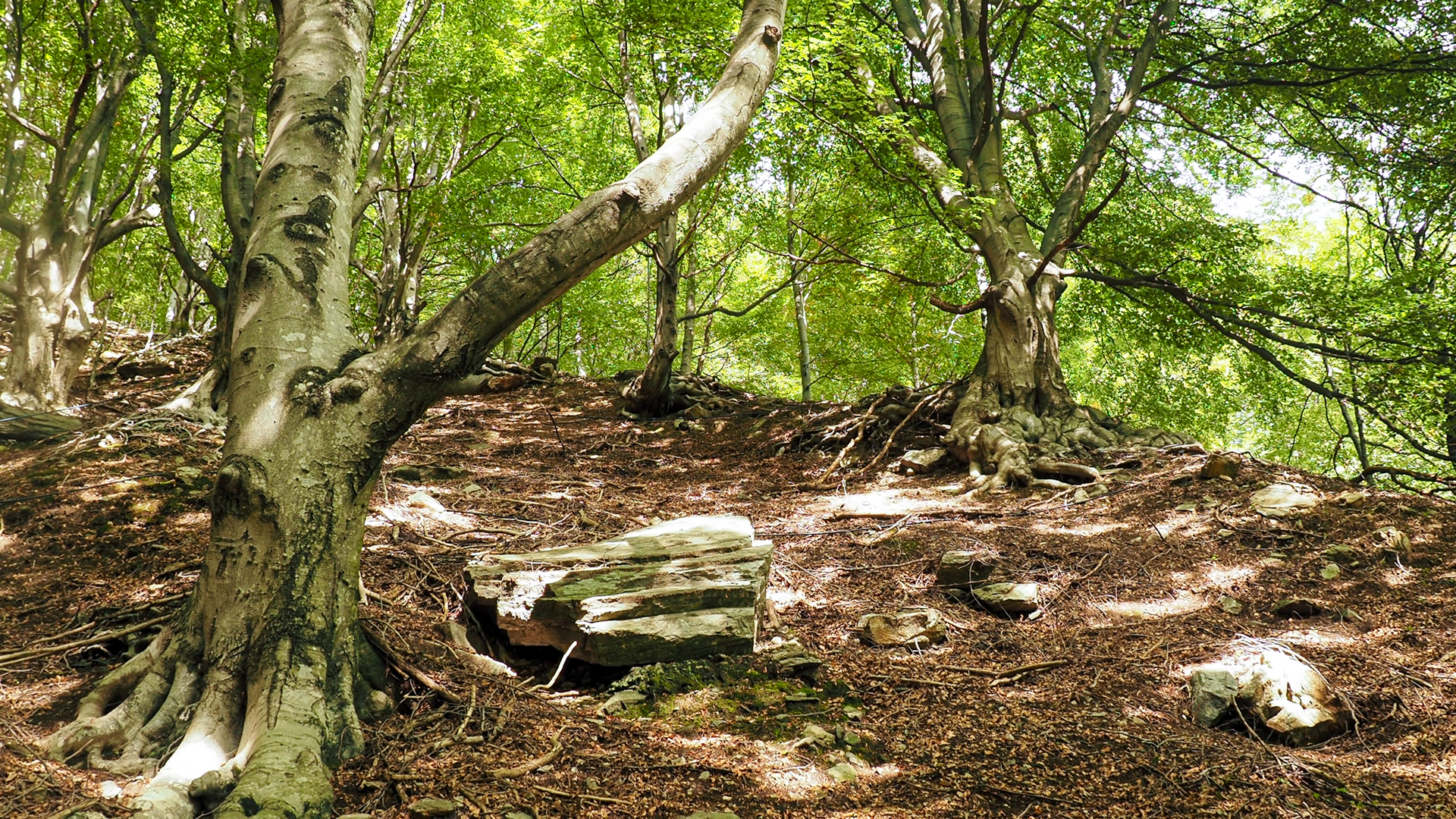 Einzelne Bäume in einem Buchenwald