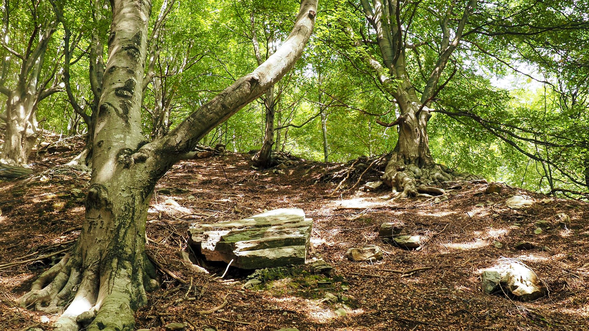 Einzelne Bäume in einem Buchenwald