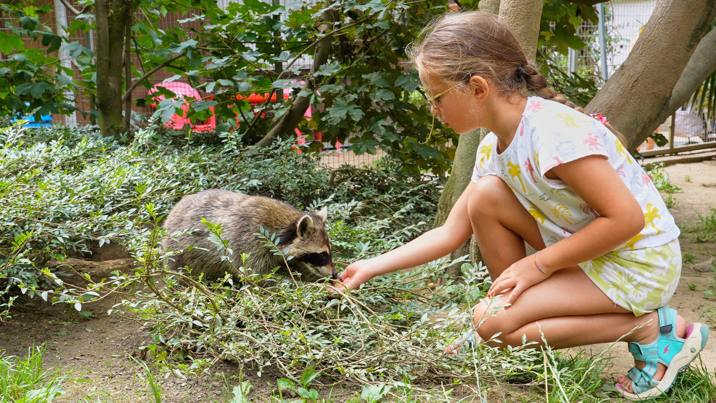 mys-Zoo al Maglio, the only zoo in Ticino – Animal experience-Erlebnis mit Waschbären