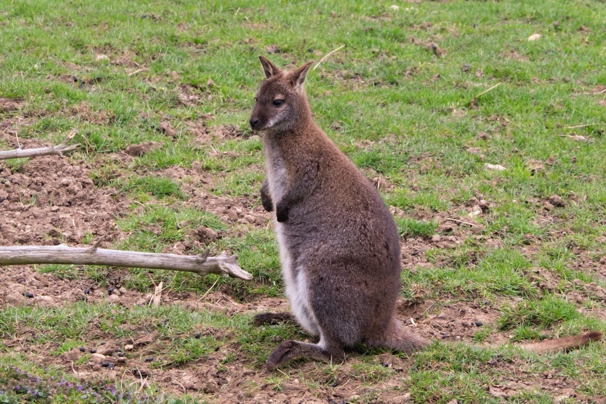 Tierpark Niederbipp