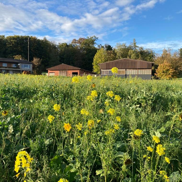 Glück-Hof Baldegg Baden