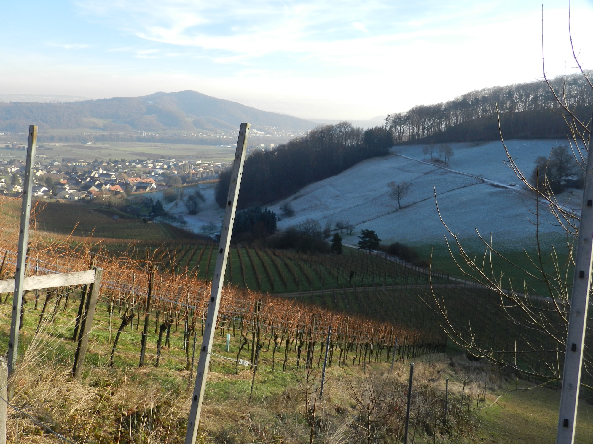 Römerrebberg Oberflachs