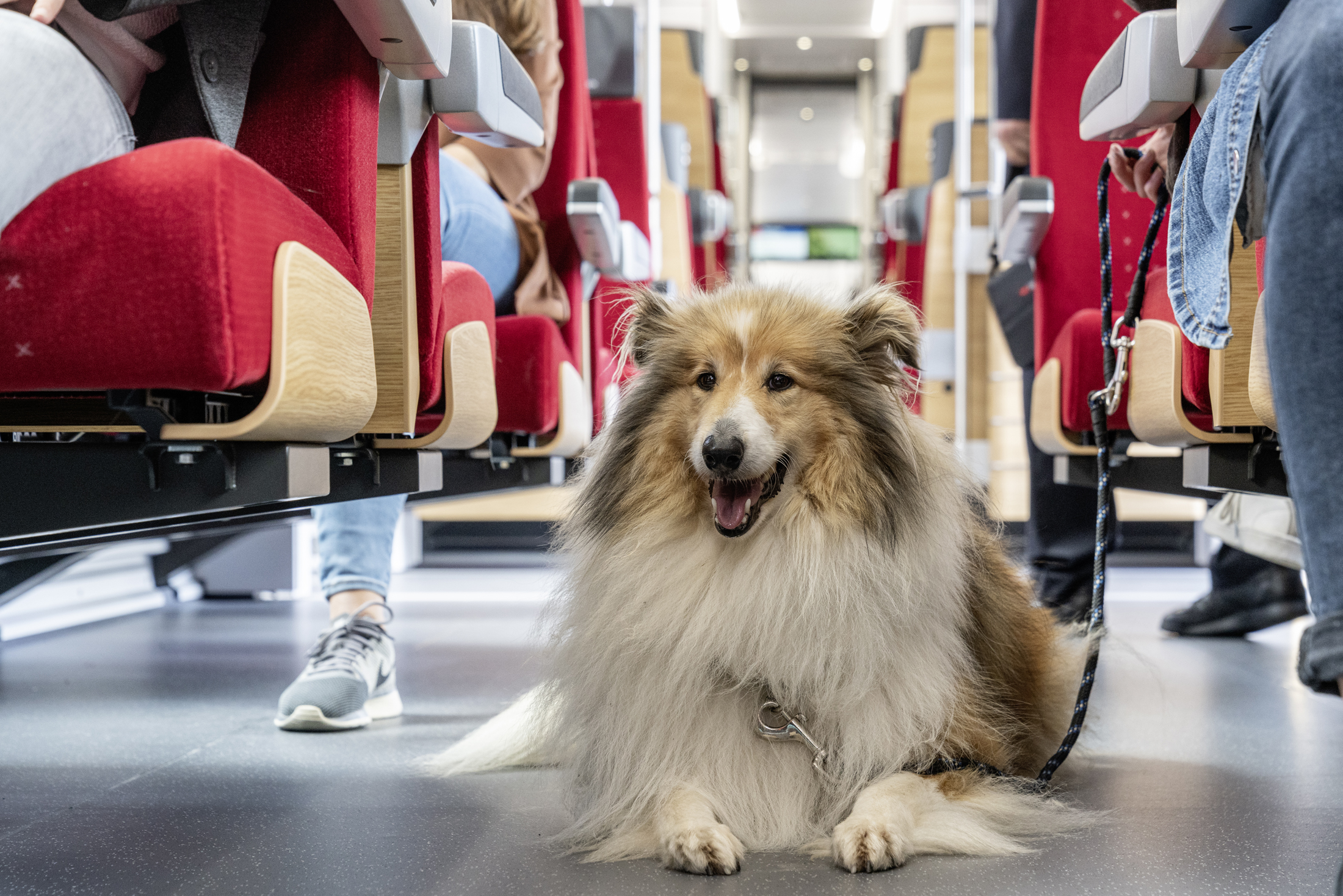 Hund mit weiss-braunem langen Fell liegt am Boden unter roten Zugsitzen