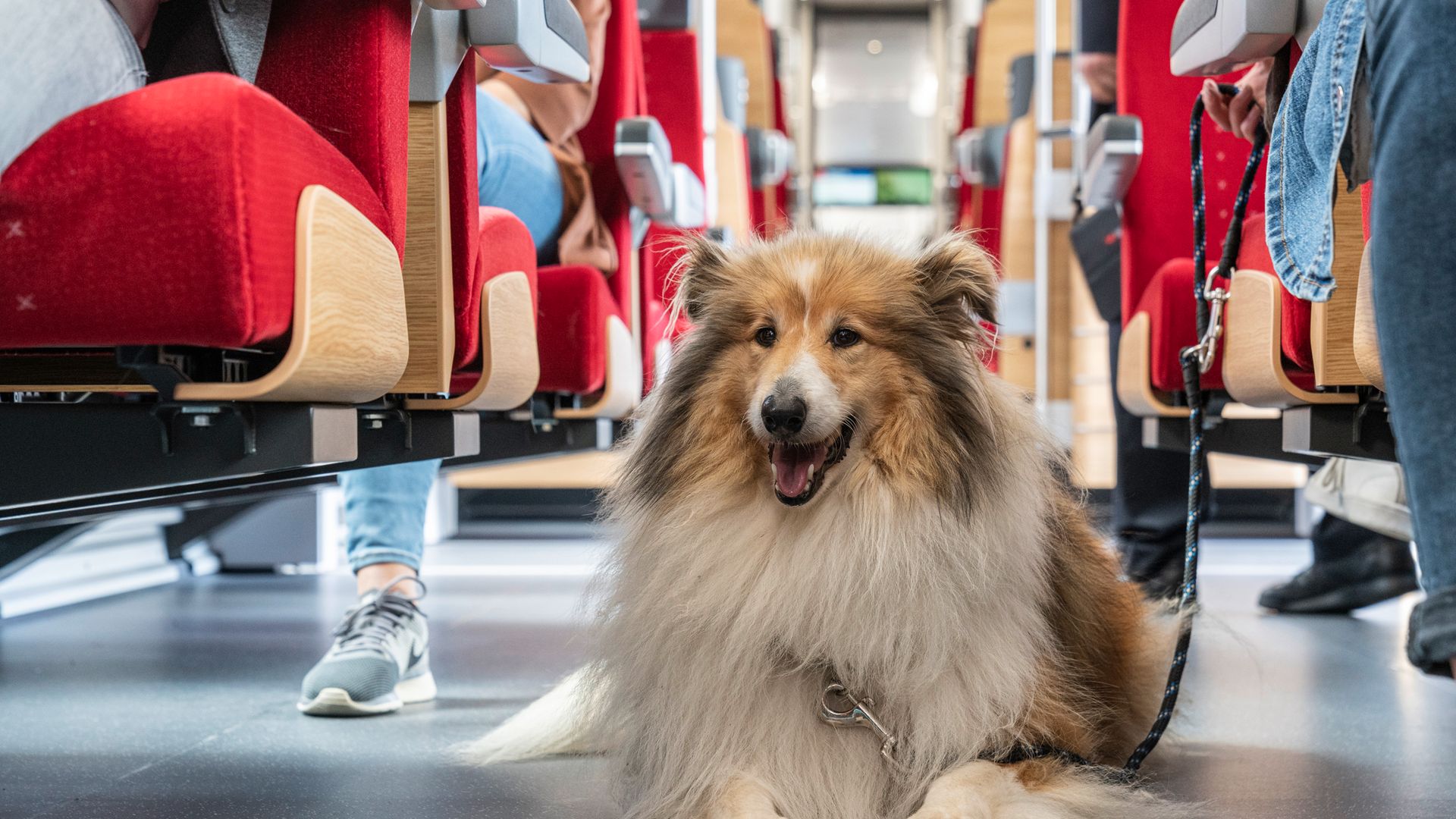 Hund mit weiss-braunem langen Fell liegt am Boden unter roten Zugsitzen