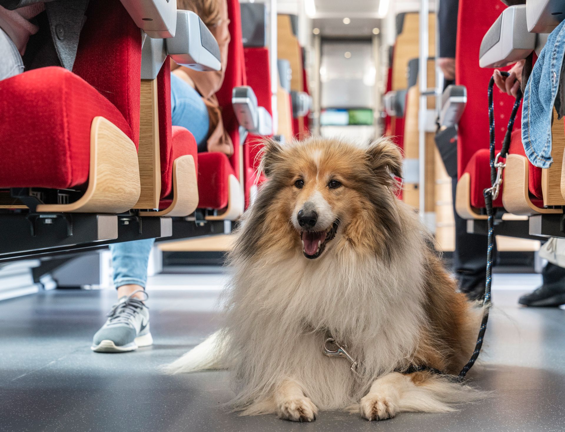 Hund mit weiss-braunem langen Fell liegt am Boden unter roten Zugsitzen