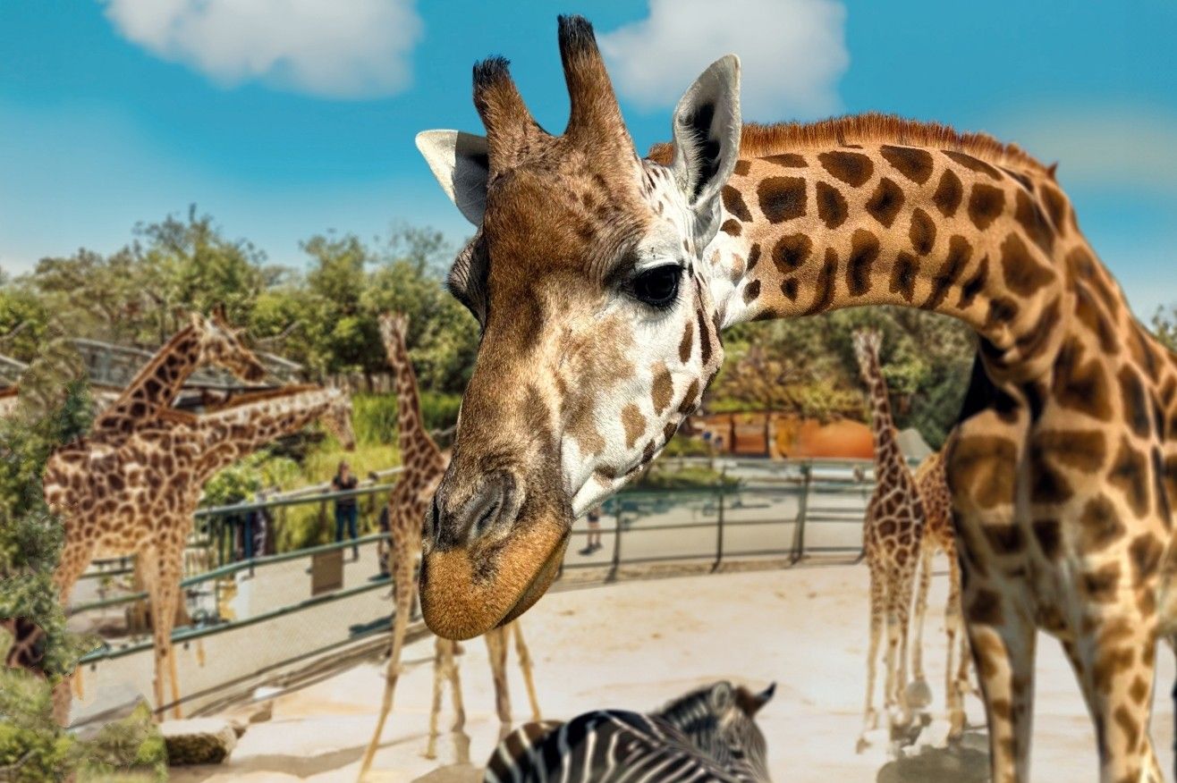 A giraffe at Knies Children’s Zoo in Rapperswil with other giraffes and a zebra in the background on a sunny day.