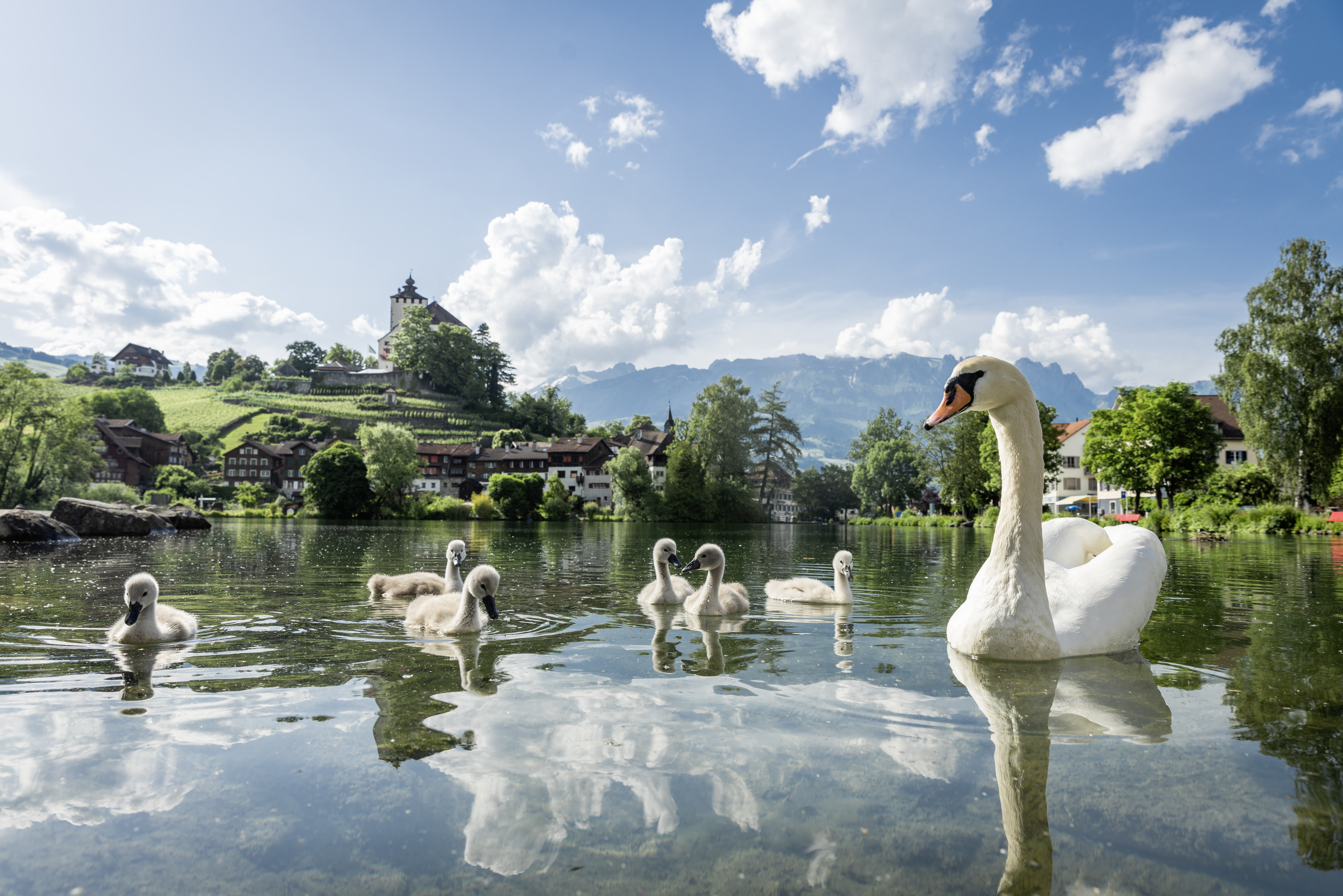 Schwäne schwimmen über See mit Schloss im Hintergrund